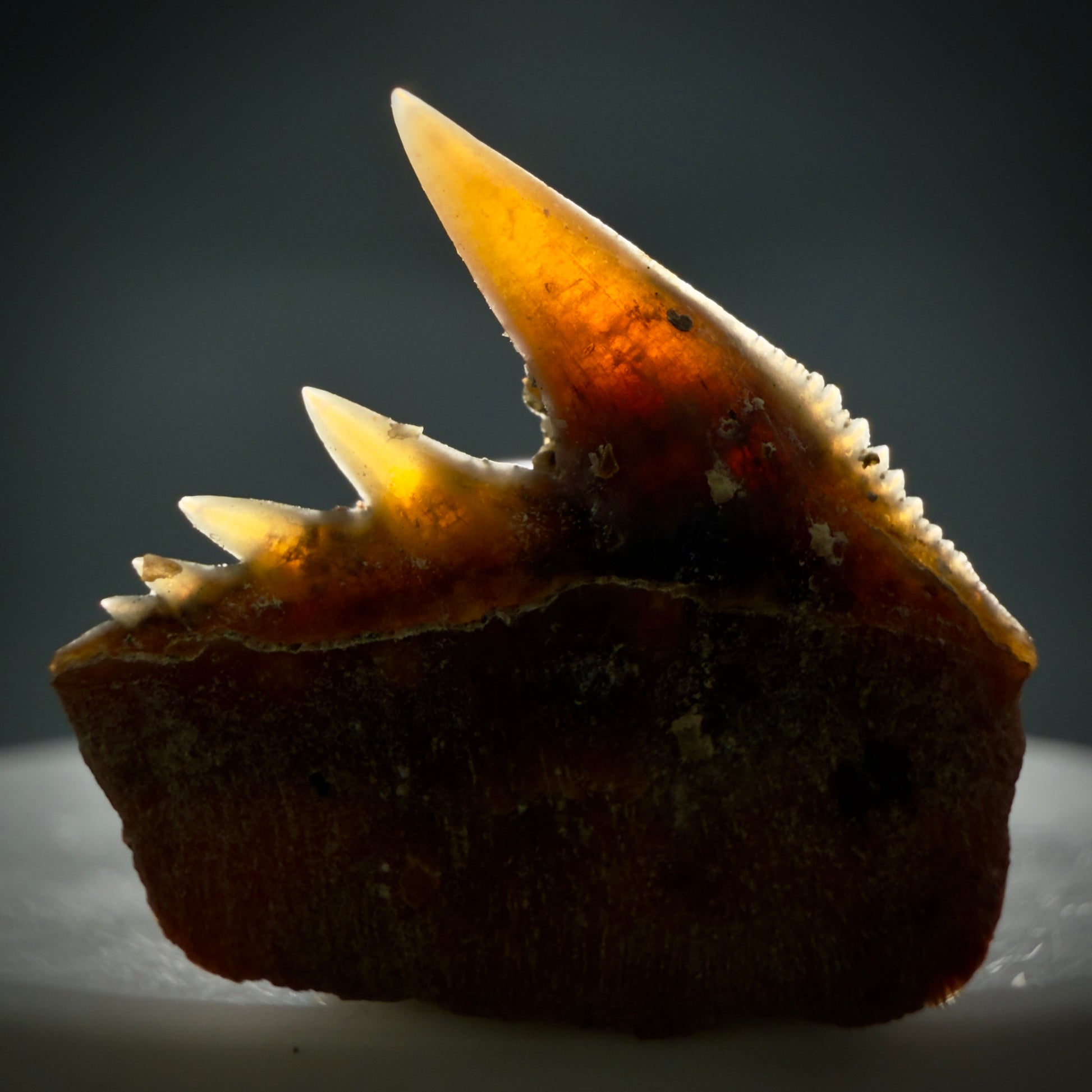 Back View Rare Upper lateral 0.87" long Fossil Hexanchus gigas - Sixgill Cow Shark tooth from Sacaco, Peru R635 - 3