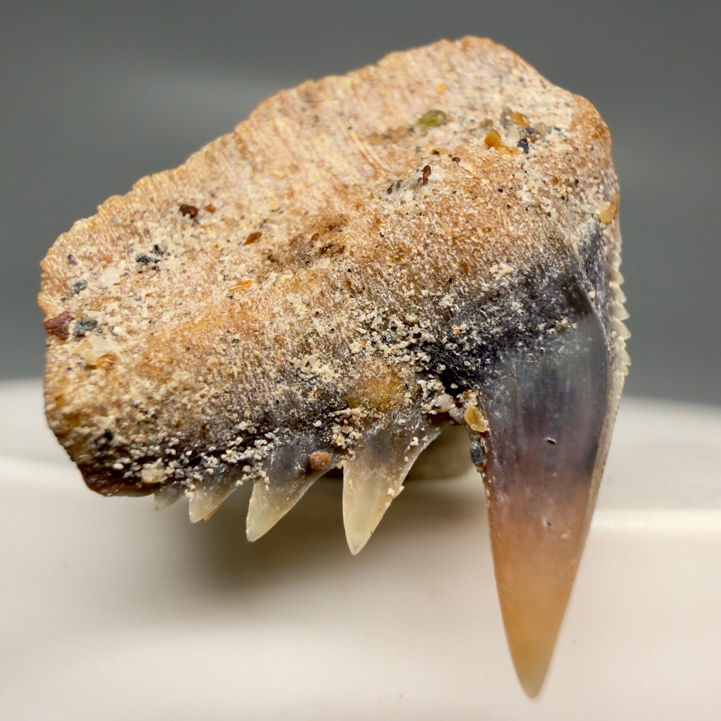 Front Left View Rare Upper lateral 0.87" long Fossil Hexanchus gigas - Sixgill Cow Shark tooth from Sacaco, Peru R635