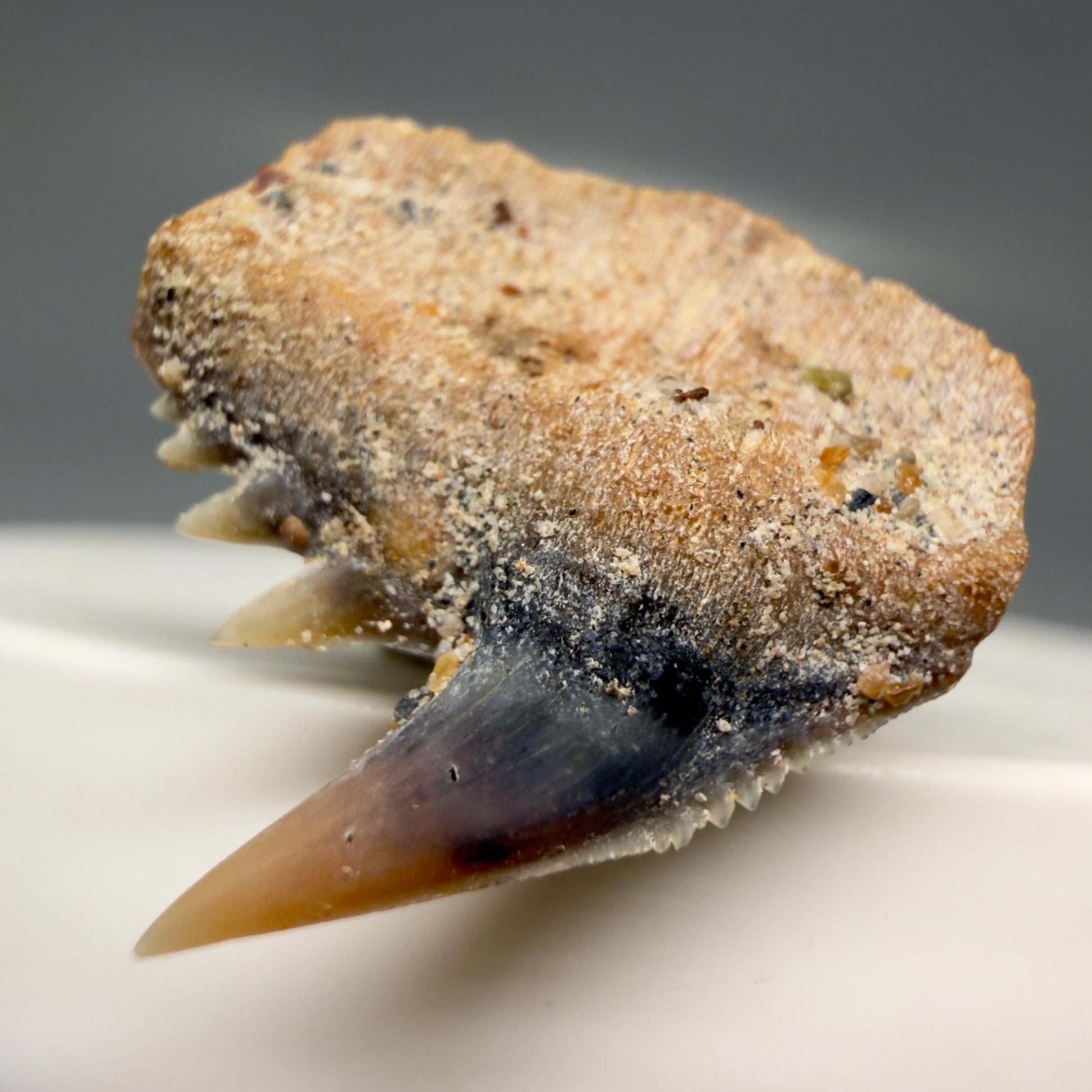 Front Right View Rare Upper lateral 0.87" long Fossil Hexanchus gigas - Sixgill Cow Shark tooth from Sacaco, Peru R635