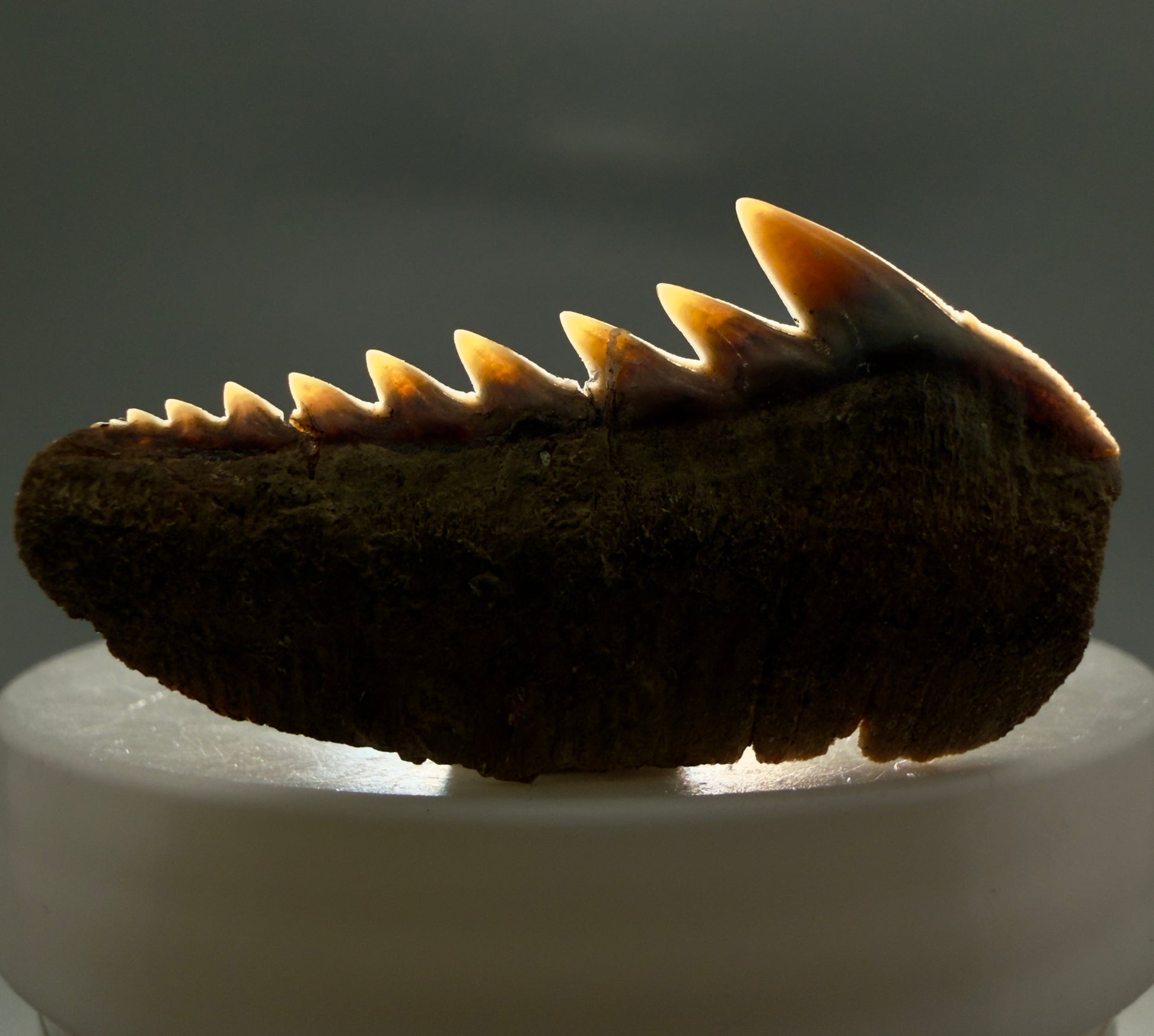 Front View Colorful 1.65" wide Fossil Hexanchus gigas - Sixgill Cow Shark tooth from Sacaco, Peru R636 - 1