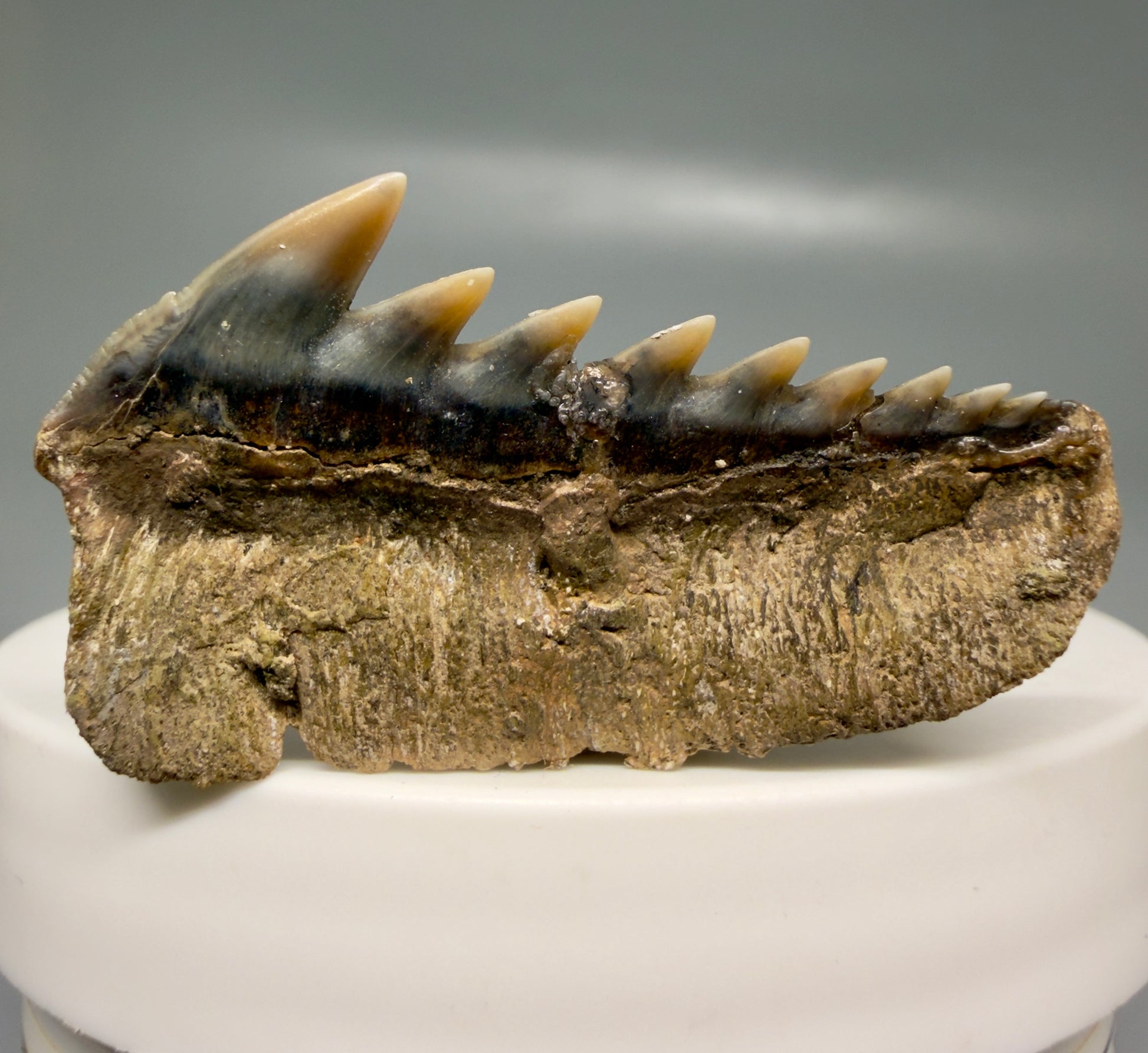 Back View Colorful 1.65" wide Fossil Hexanchus gigas - Sixgill Cow Shark tooth from Sacaco, Peru R636
