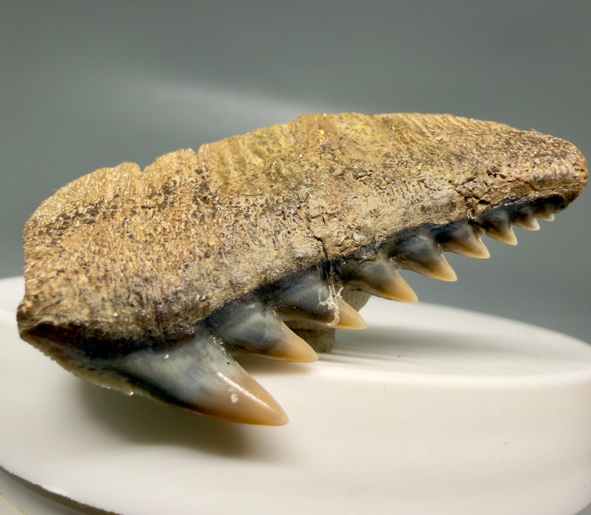 Front Left View Colorful 1.65" wide Fossil Hexanchus gigas - Sixgill Cow Shark tooth from Sacaco, Peru R636