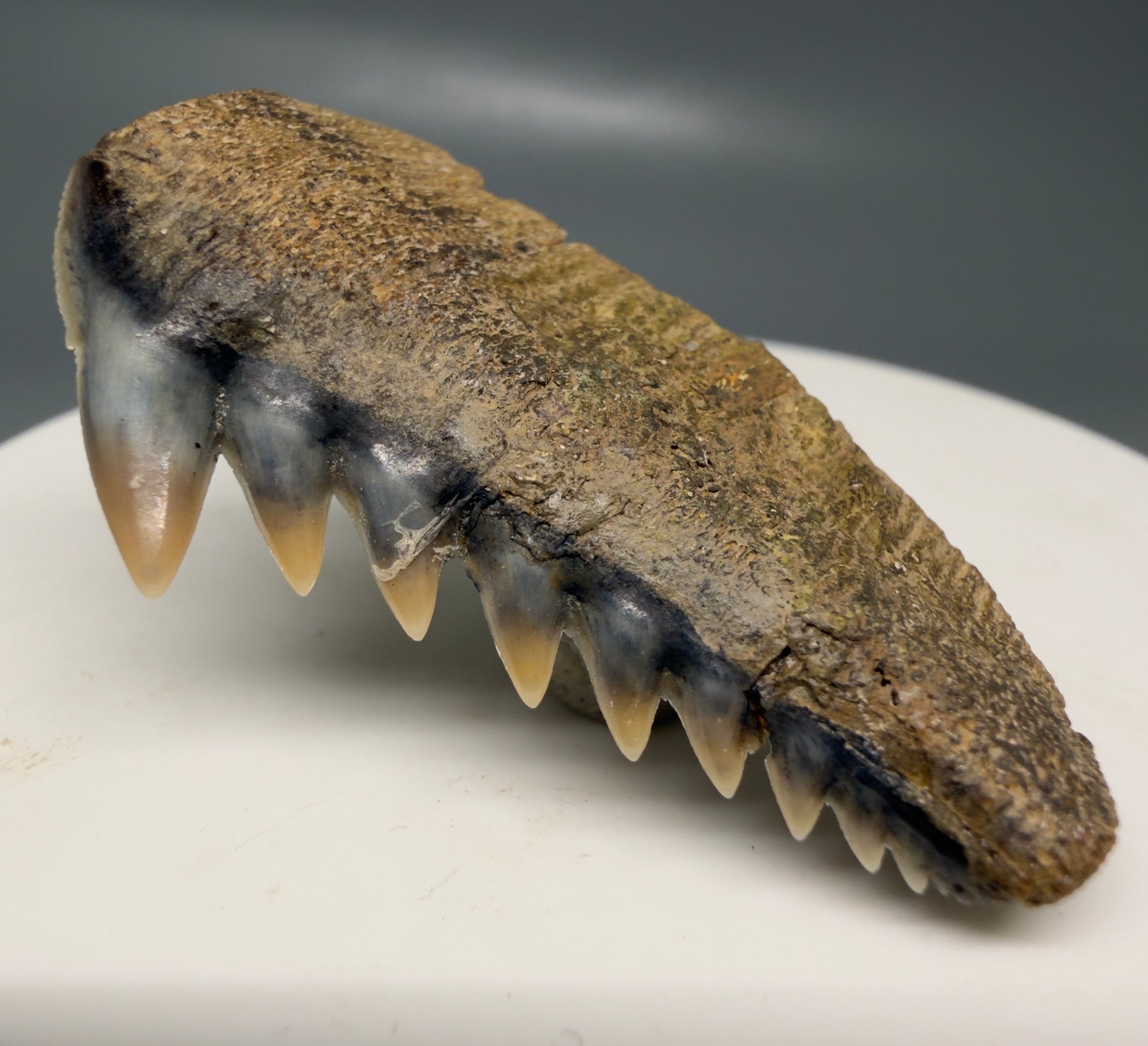Front Right View Colorful 1.65" wide Fossil Hexanchus gigas - Sixgill Cow Shark tooth from Sacaco, Peru R636