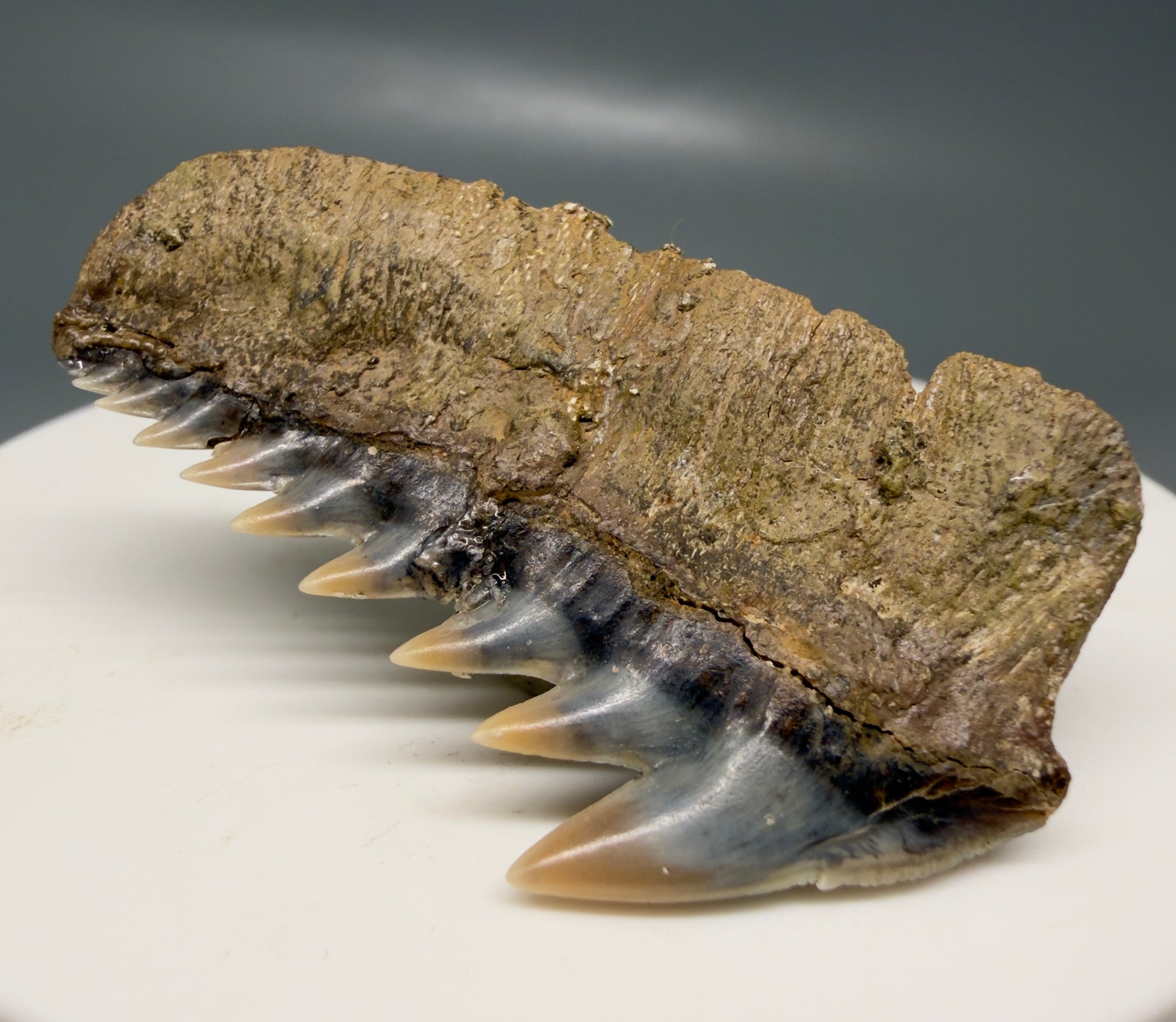 Back Right View Colorful 1.65" wide Fossil Hexanchus gigas - Sixgill Cow Shark tooth from Sacaco, Peru R636