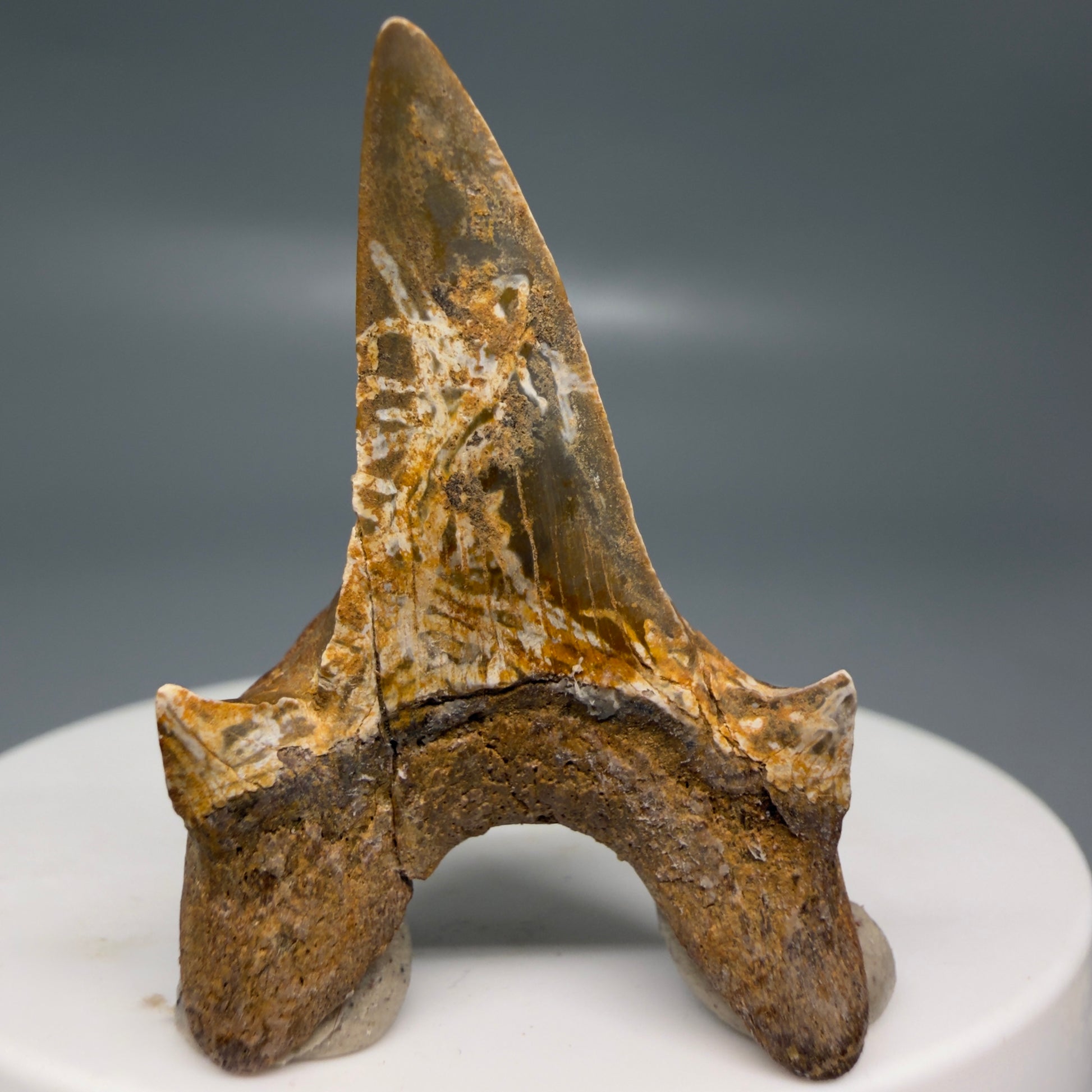Back View Rare 1.63" Fossil Extinct Mackerel Shark tooth - Cretodus crassidens - from South Dakota CM640