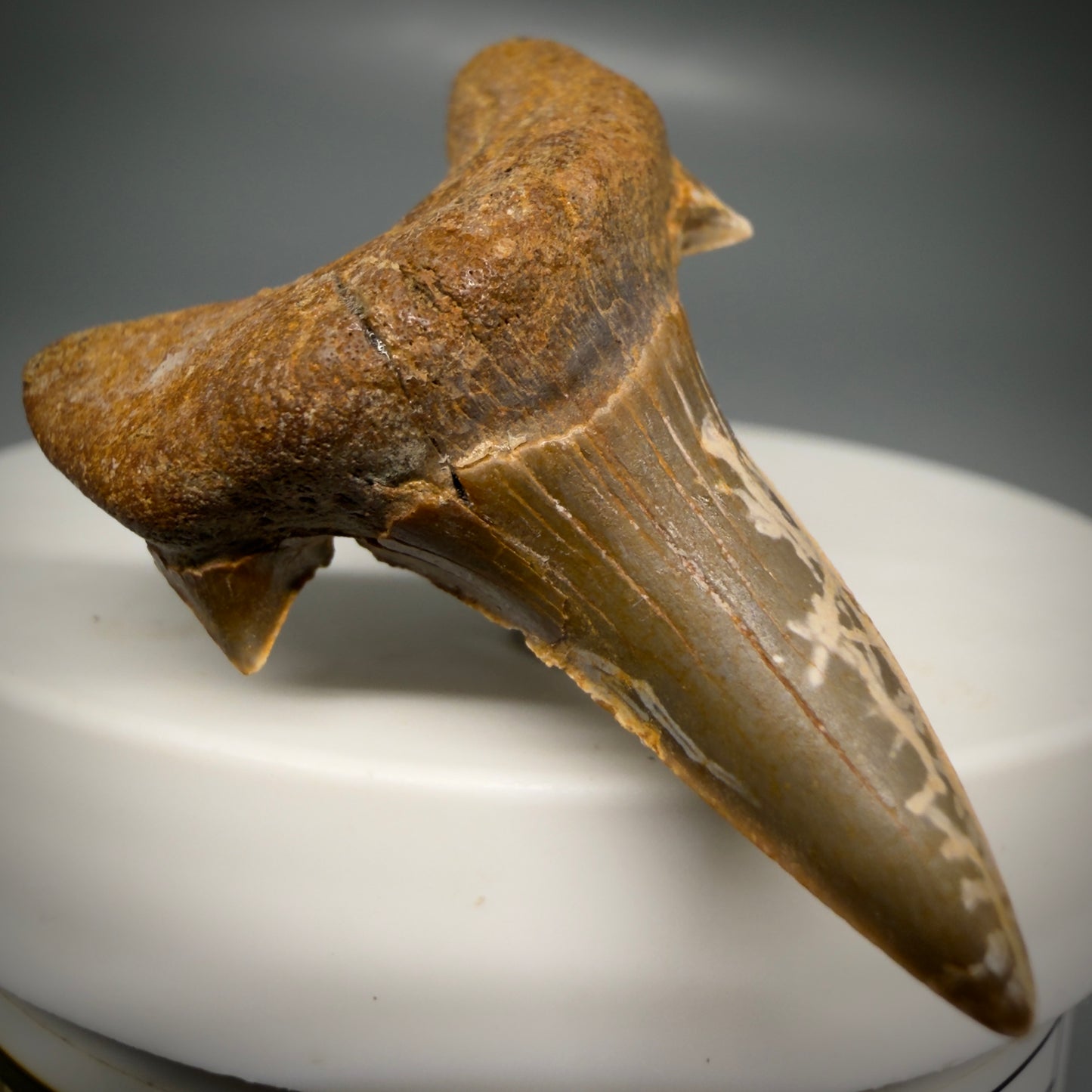 Front Left View Rare 1.63" Fossil Extinct Mackerel Shark tooth - Cretodus crassidens - from South Dakota CM640