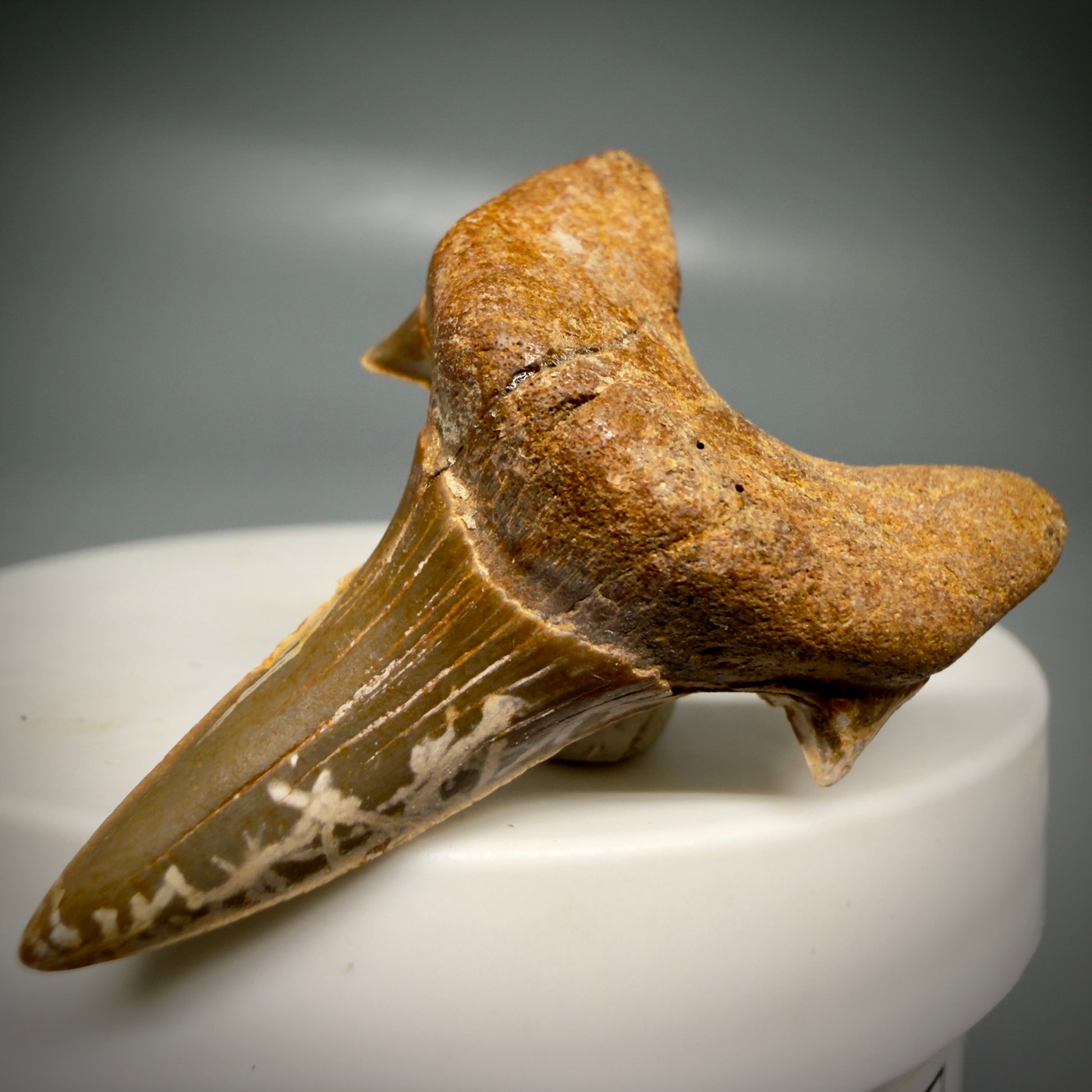 Front Right View Rare 1.63" Fossil Extinct Mackerel Shark tooth - Cretodus crassidens - from South Dakota CM640