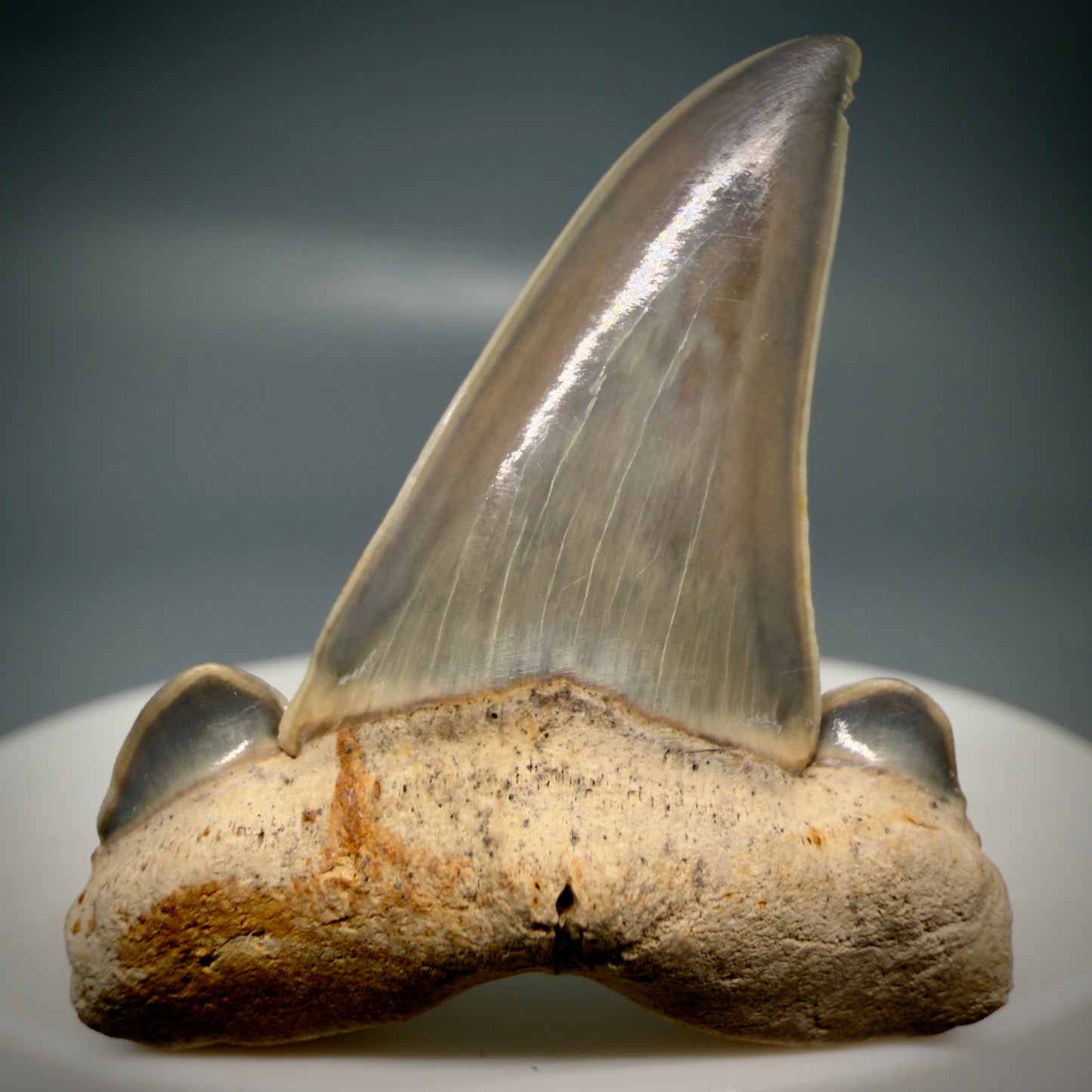 Gorgeous 1.61" Fossil Striatolamia macrota - Extinct Sand Tiger Shark Tooth from Harleyville, SC