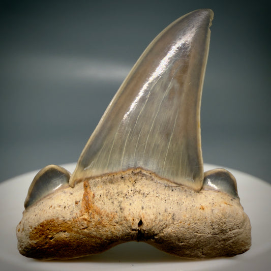 Gorgeous 1.61" Fossil Striatolamia macrota - Extinct Sand Tiger Shark Tooth from Harleyville, SC