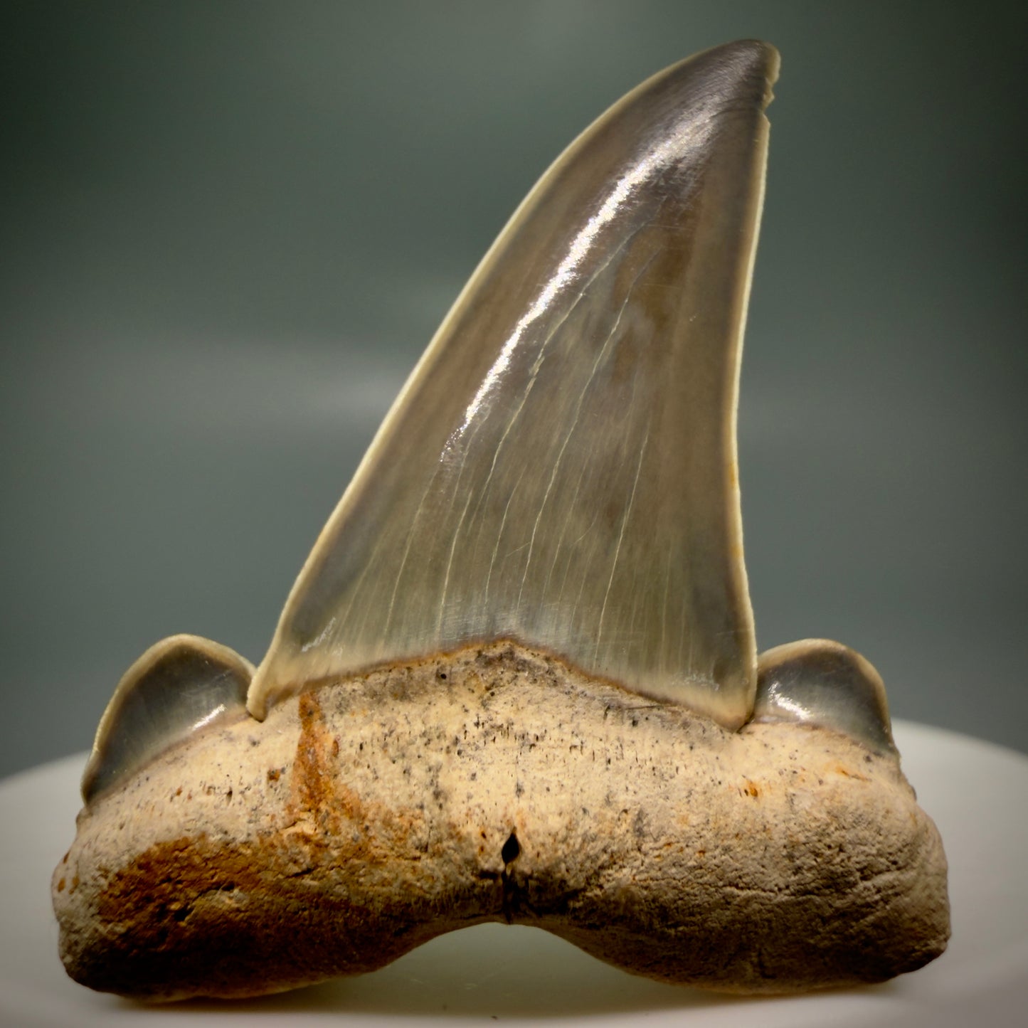 Gorgeous 1.61" Fossil Striatolamia macrota - Extinct Sand Tiger Shark Tooth from Harleyville, SC