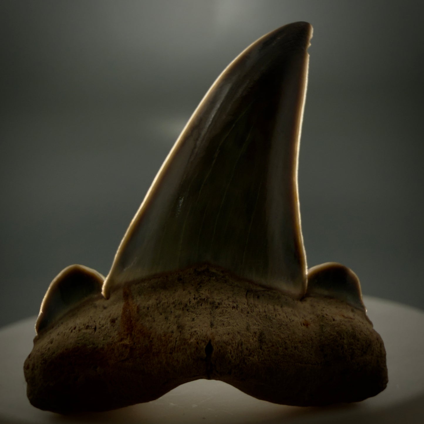 Gorgeous 1.61" Fossil Striatolamia macrota - Extinct Sand Tiger Shark Tooth from Harleyville, SC