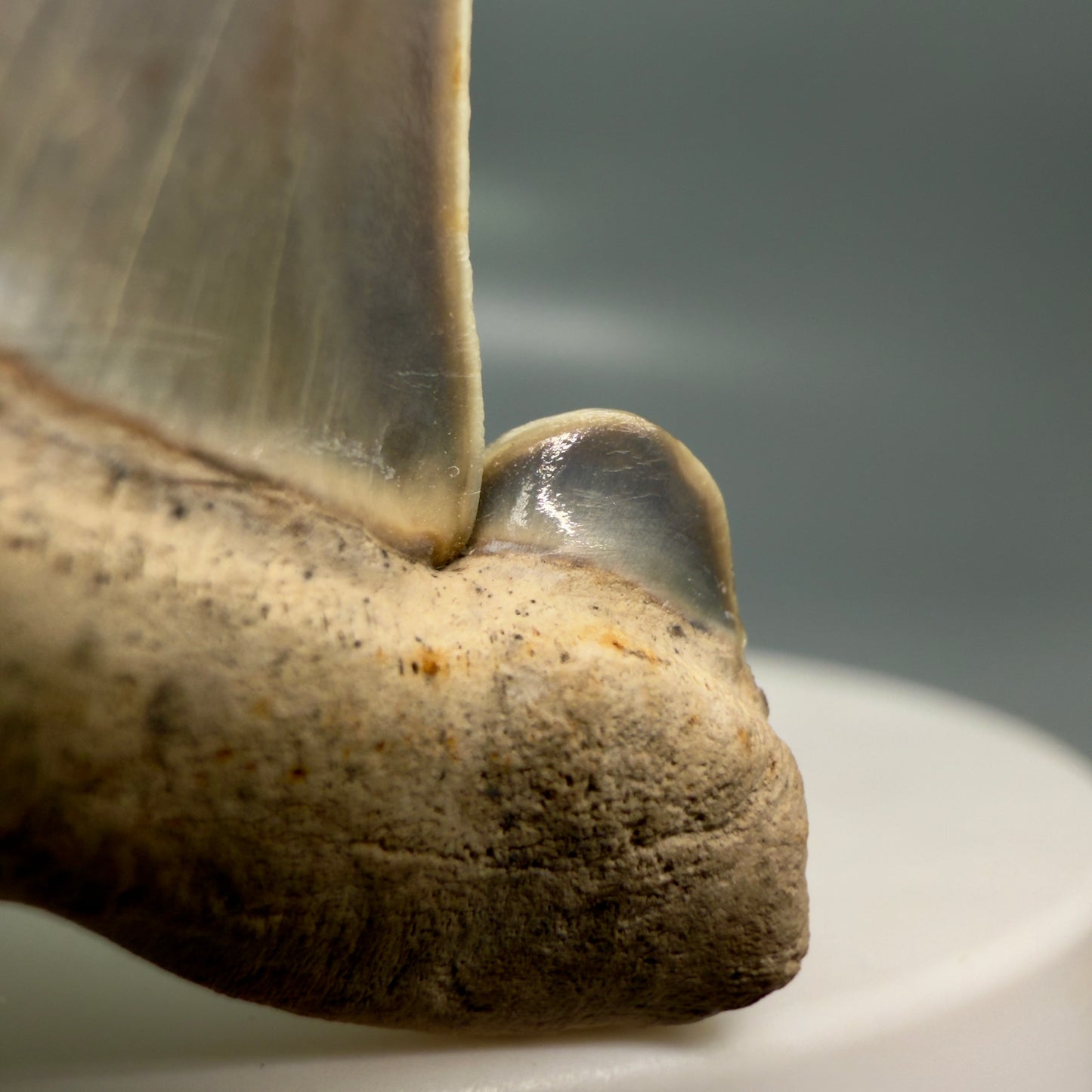 Gorgeous 1.61" Fossil Striatolamia macrota - Extinct Sand Tiger Shark Tooth from Harleyville, SC