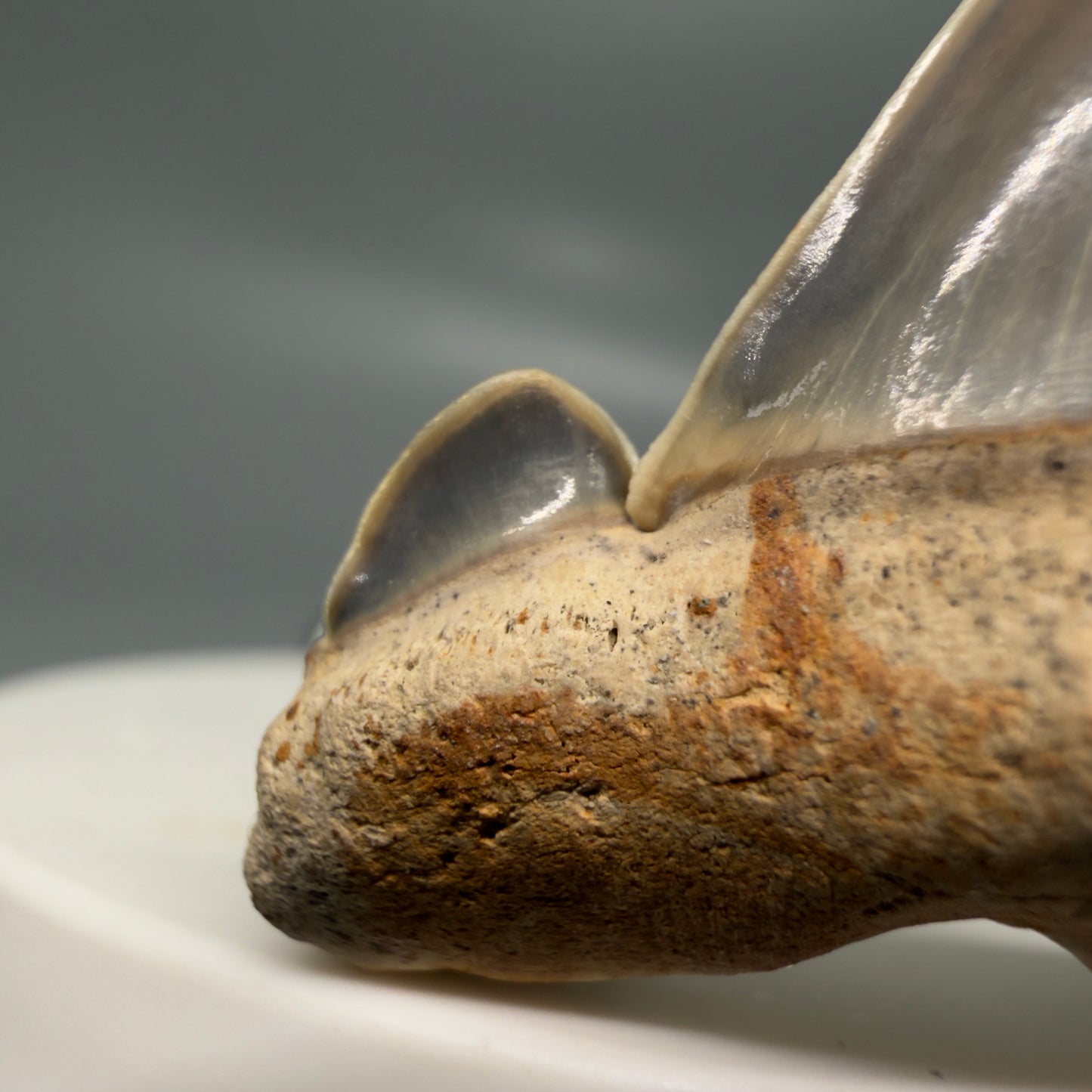 Gorgeous 1.61" Fossil Striatolamia macrota - Extinct Sand Tiger Shark Tooth from Harleyville, SC