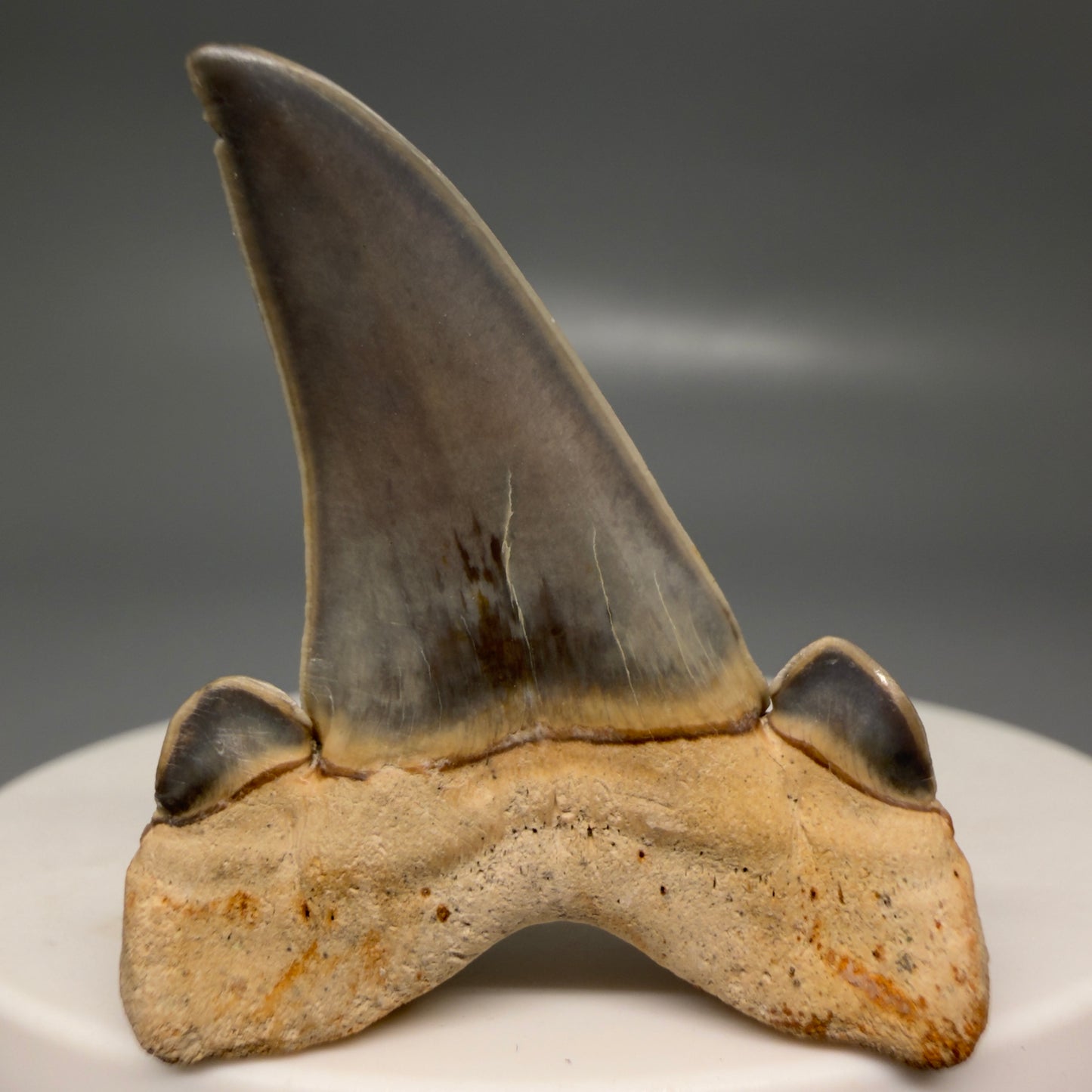 Gorgeous 1.61" Fossil Striatolamia macrota - Extinct Sand Tiger Shark Tooth from Harleyville, SC