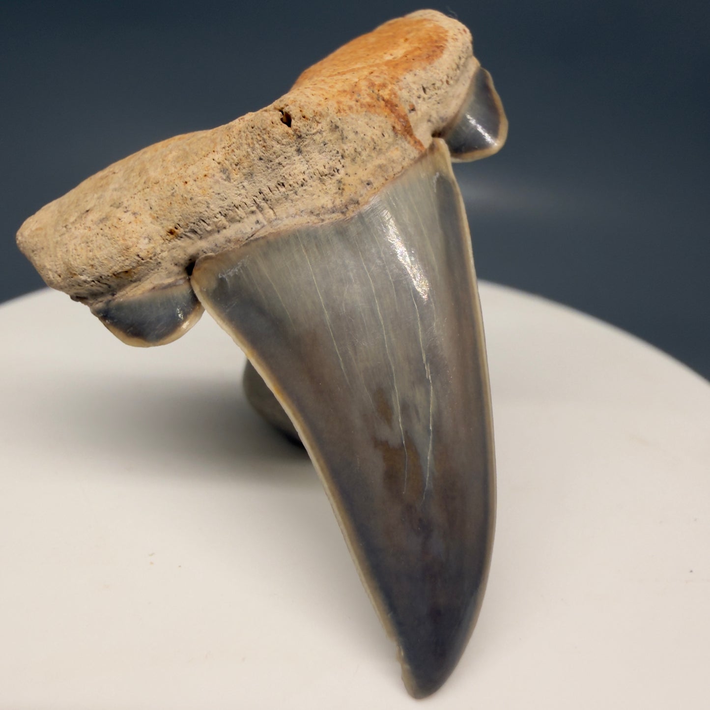 Gorgeous 1.61" Fossil Striatolamia macrota - Extinct Sand Tiger Shark Tooth from Harleyville, SC