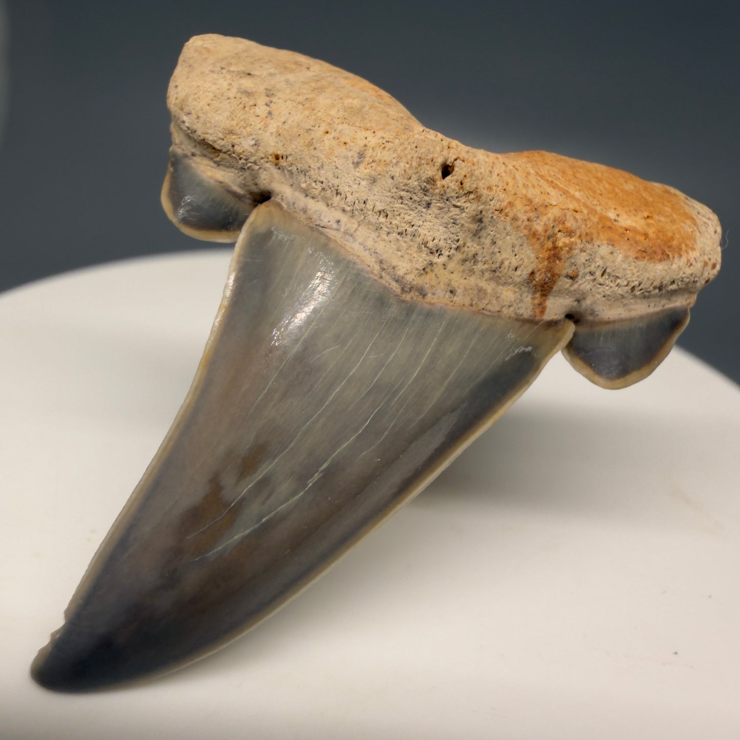 Gorgeous 1.61" Fossil Striatolamia macrota - Extinct Sand Tiger Shark Tooth from Harleyville, SC
