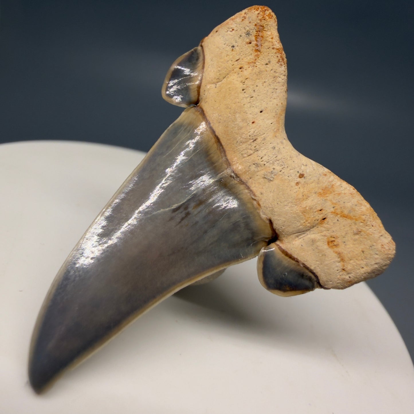 Gorgeous 1.61" Fossil Striatolamia macrota - Extinct Sand Tiger Shark Tooth from Harleyville, SC