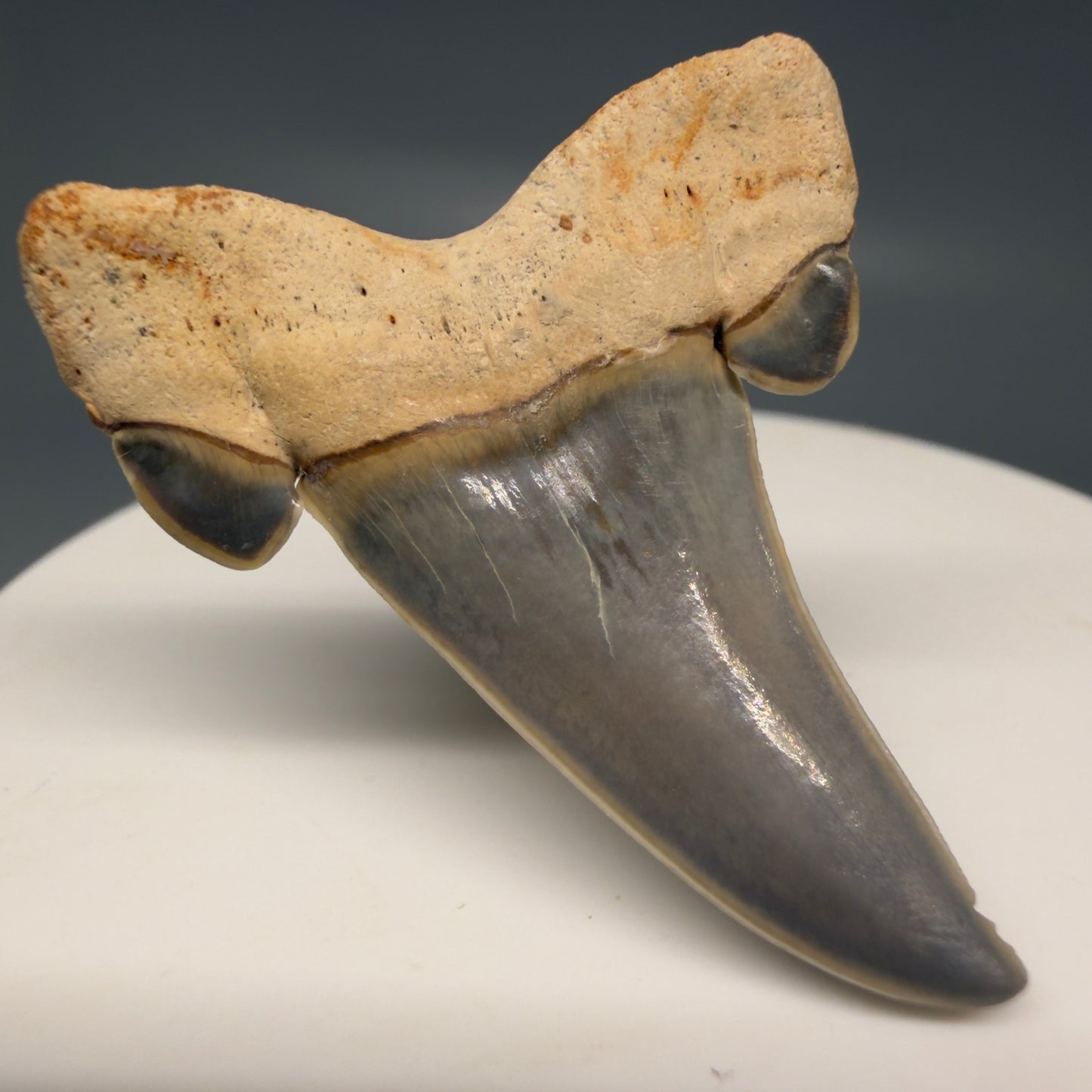 Gorgeous 1.61" Fossil Striatolamia macrota - Extinct Sand Tiger Shark Tooth from Harleyville, SC