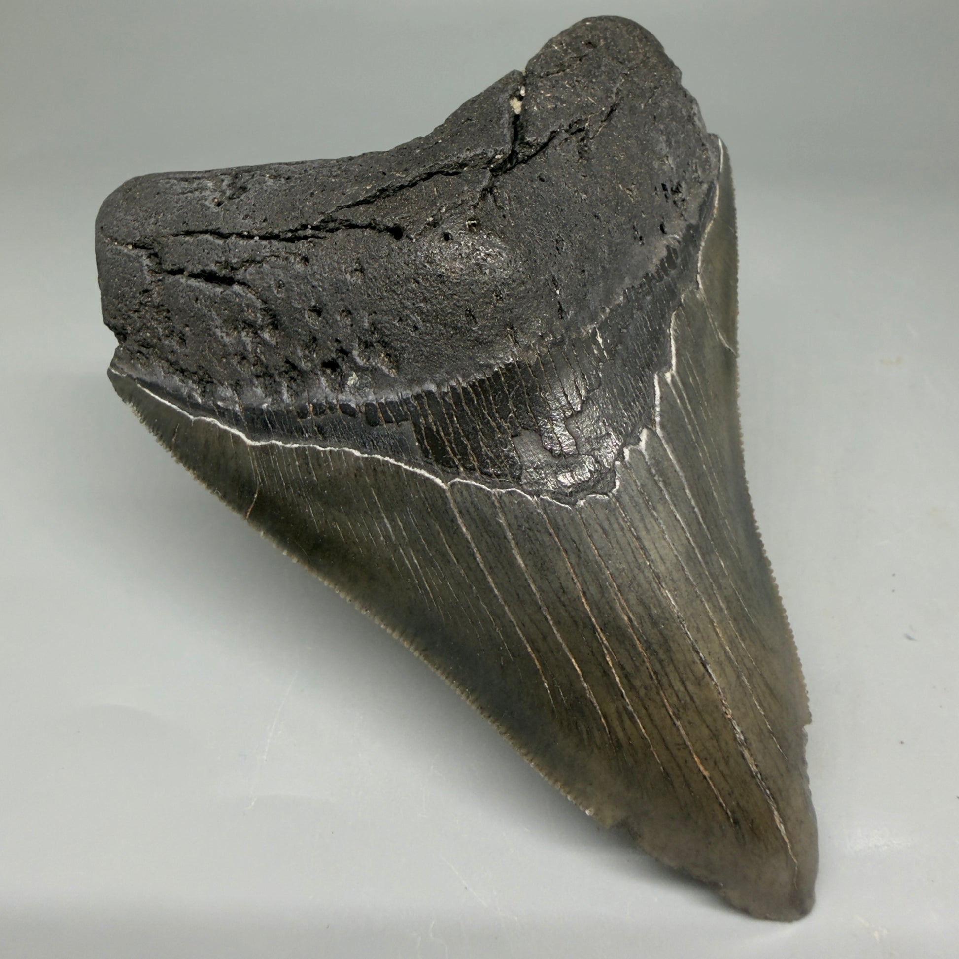 Front Left View 4.08" Fossil Megalodon Tooth – Authentic Carcharocles megalodon Tooth from South Carolina CM5841 