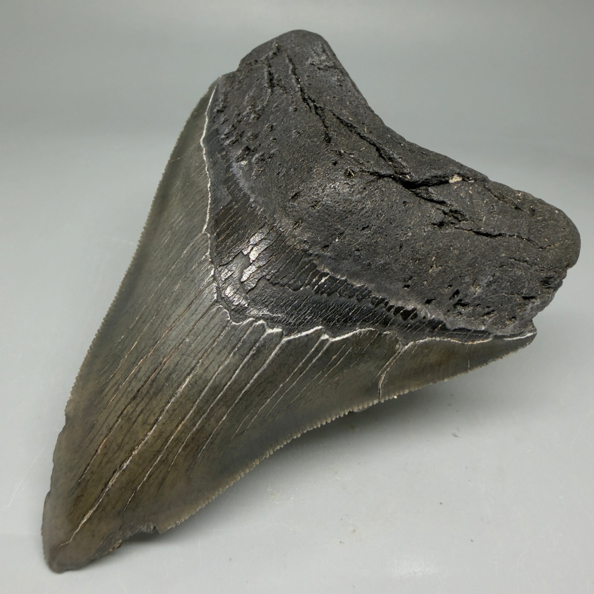 Front Right View 4.08" Fossil Megalodon Tooth – Authentic Carcharocles megalodon Tooth from South Carolina CM5841 
