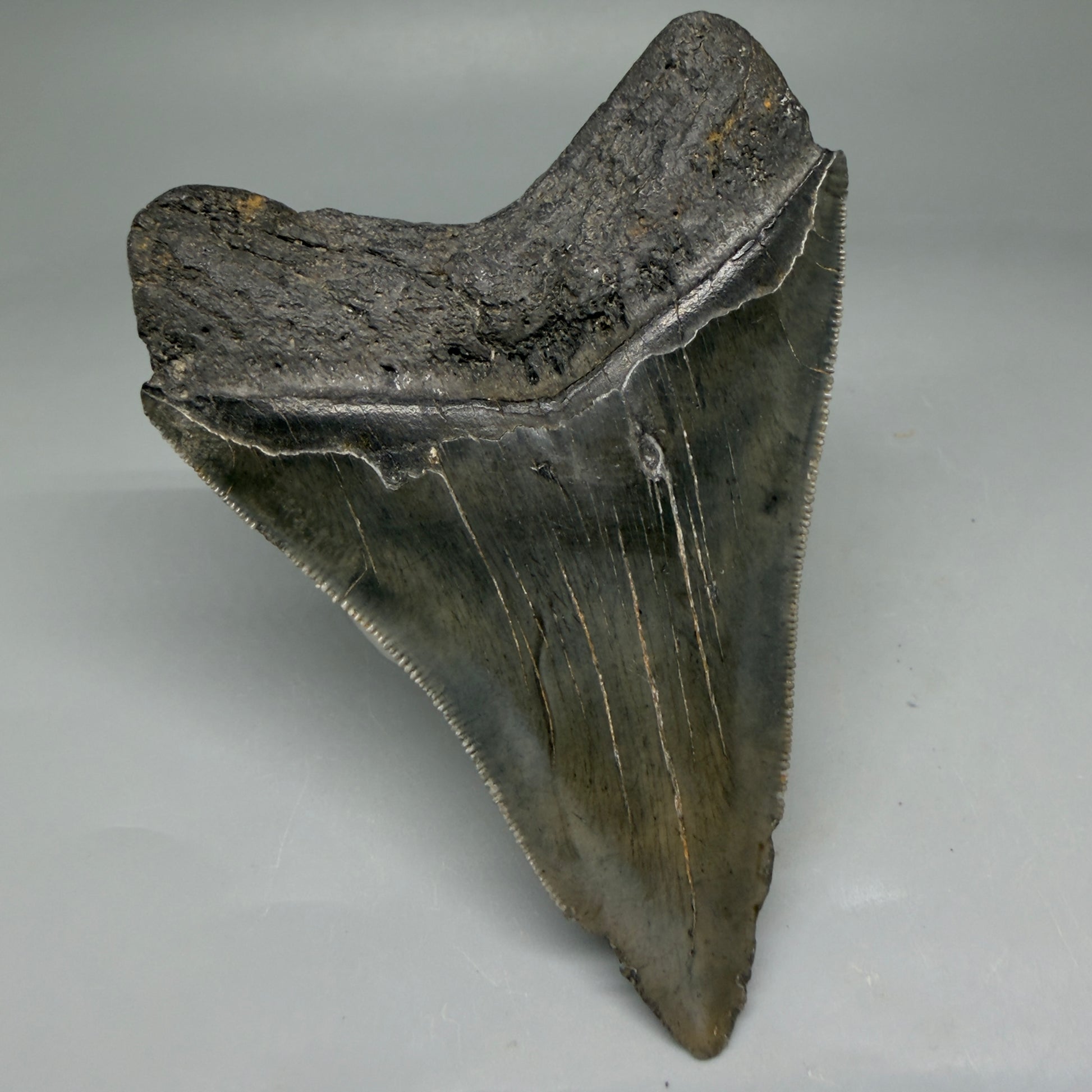 Back Left View 4.08" Fossil Megalodon Tooth – Authentic Carcharocles megalodon Tooth from South Carolina CM5841 