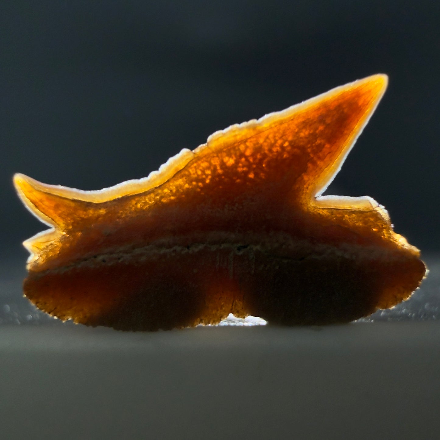 Rare, gorgeous 0.47" Fossil Echinorhinus blakei - Bramble Shark Tooth - Chile R637 - 1