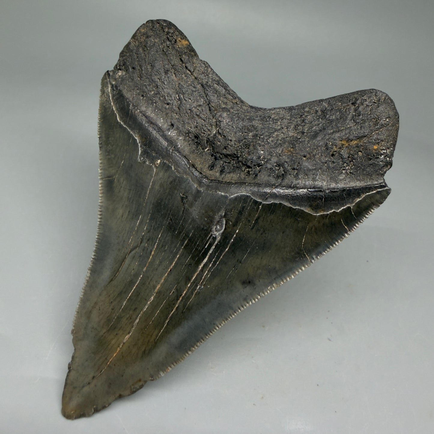 Back Right View 4.08" Fossil Megalodon Tooth – Authentic Carcharocles megalodon Tooth from South Carolina CM5841 