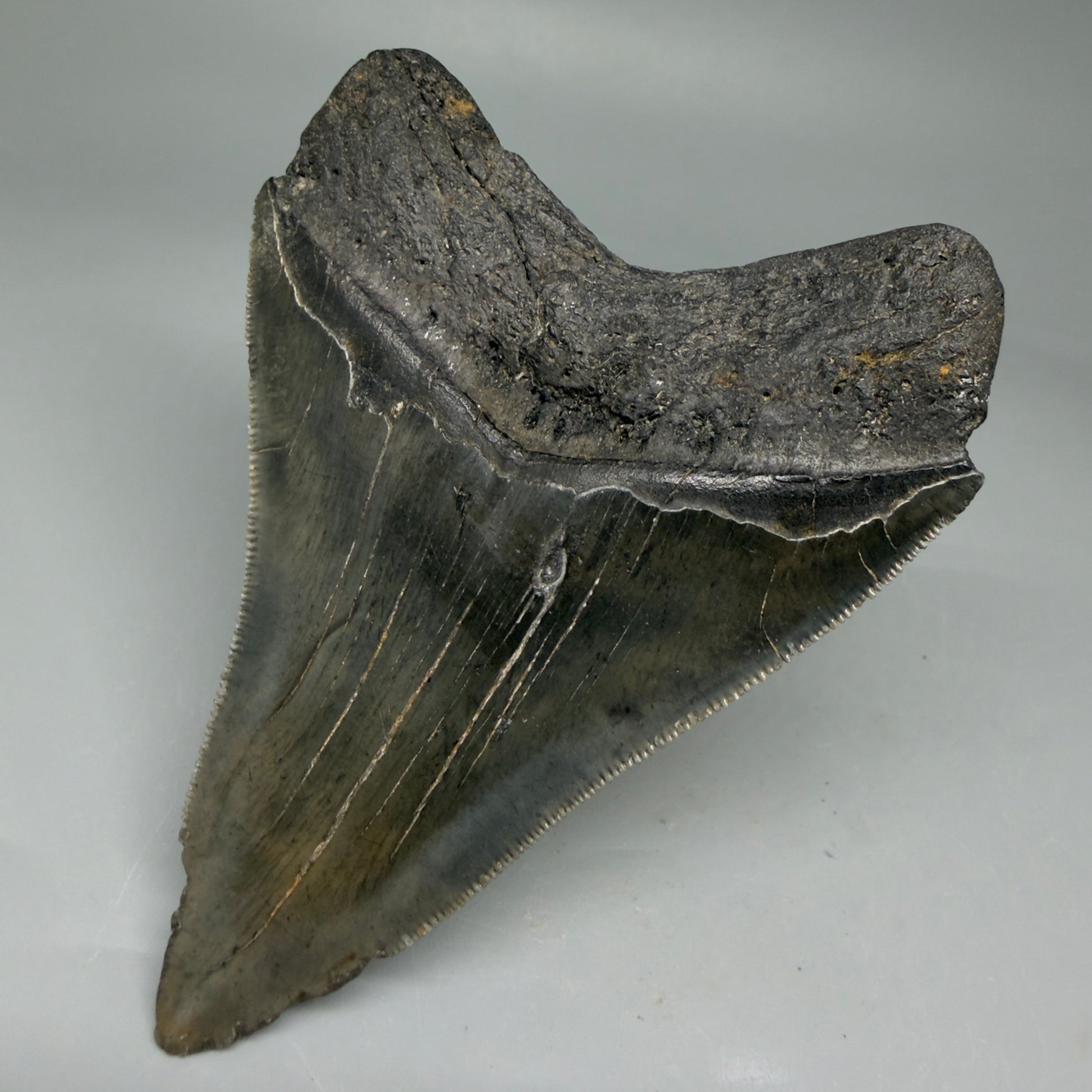 Back Right View 4.08" Fossil Megalodon Tooth – Authentic Carcharocles megalodon Tooth from South Carolina CM5841 
