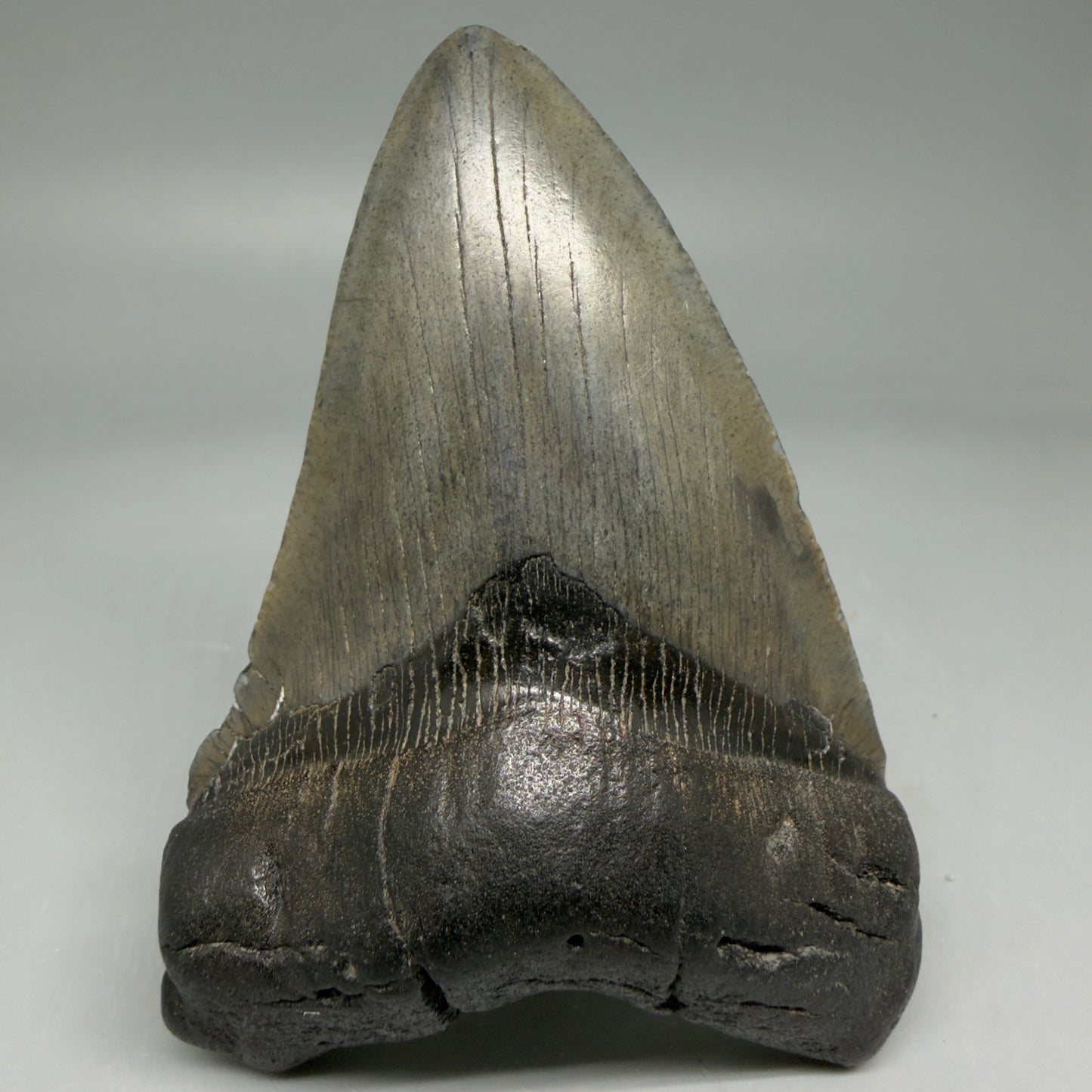 Front View 4.02" Fossil Megalodon Tooth – Authentic Carcharocles megalodon Tooth from South Carolina CM5840 - 1