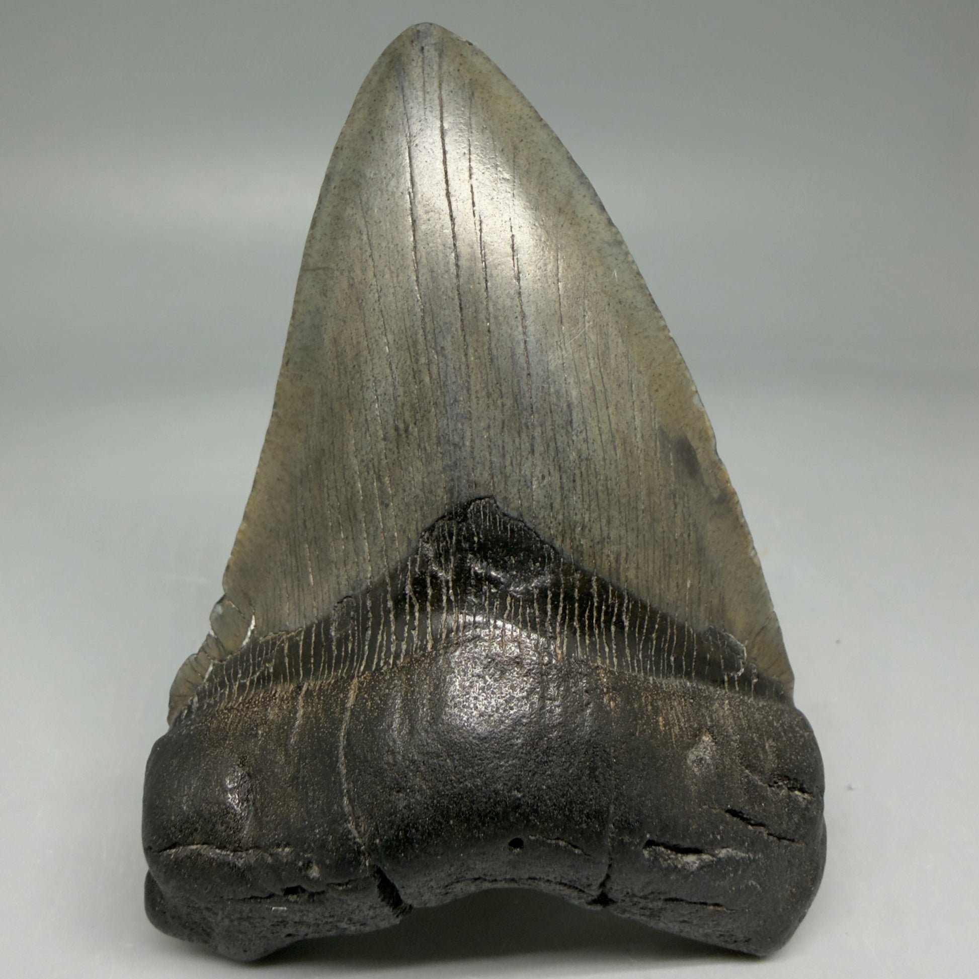 Front View 4.02" Fossil Megalodon Tooth – Authentic Carcharocles megalodon Tooth from South Carolina CM5840 - 1