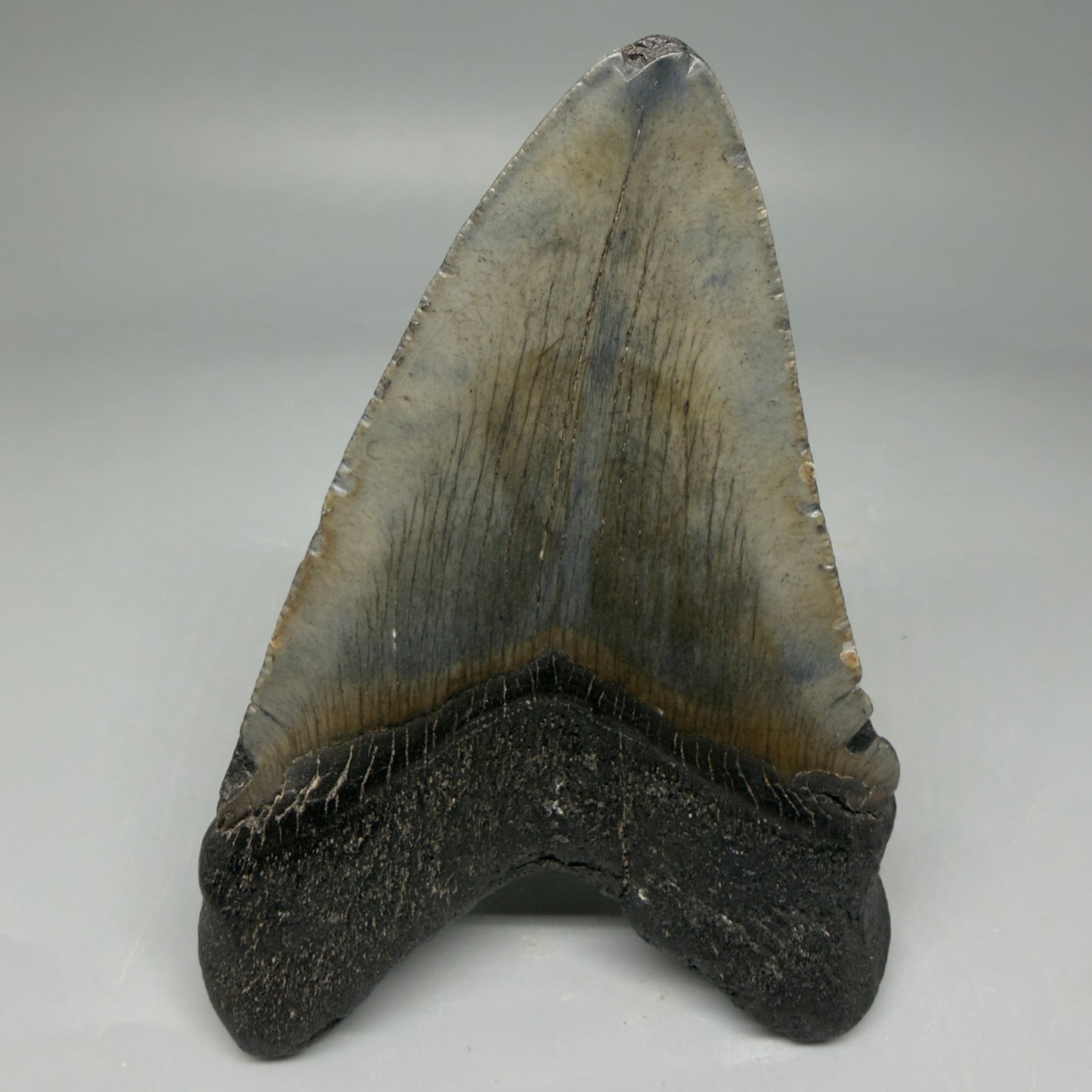 Back View 4.02" Fossil Megalodon Tooth – Authentic Carcharocles megalodon Tooth from South Carolina CM5840