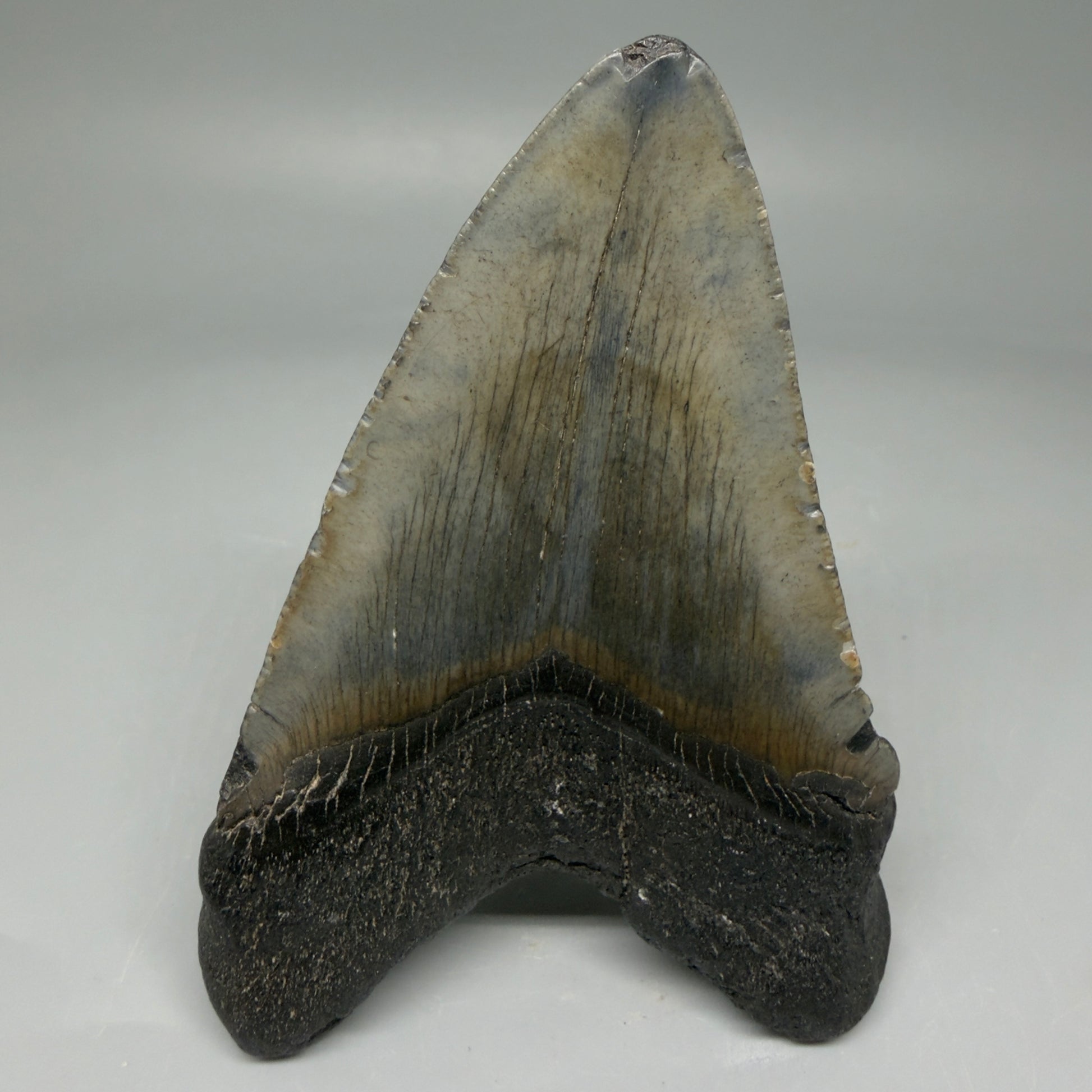 Back View 4.02" Fossil Megalodon Tooth – Authentic Carcharocles megalodon Tooth from South Carolina CM5840