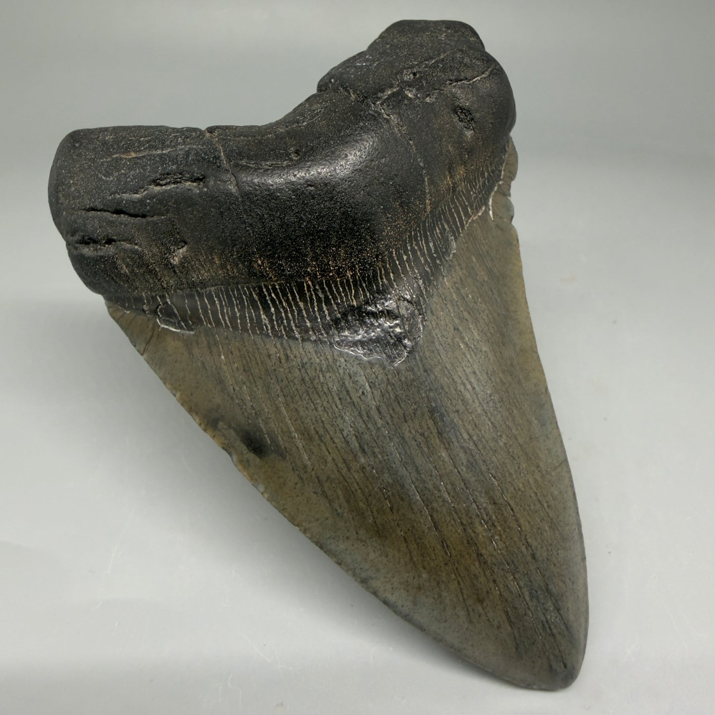 Front Left View 4.02" Fossil Megalodon Tooth – Authentic Carcharocles megalodon Tooth from South Carolina CM5840