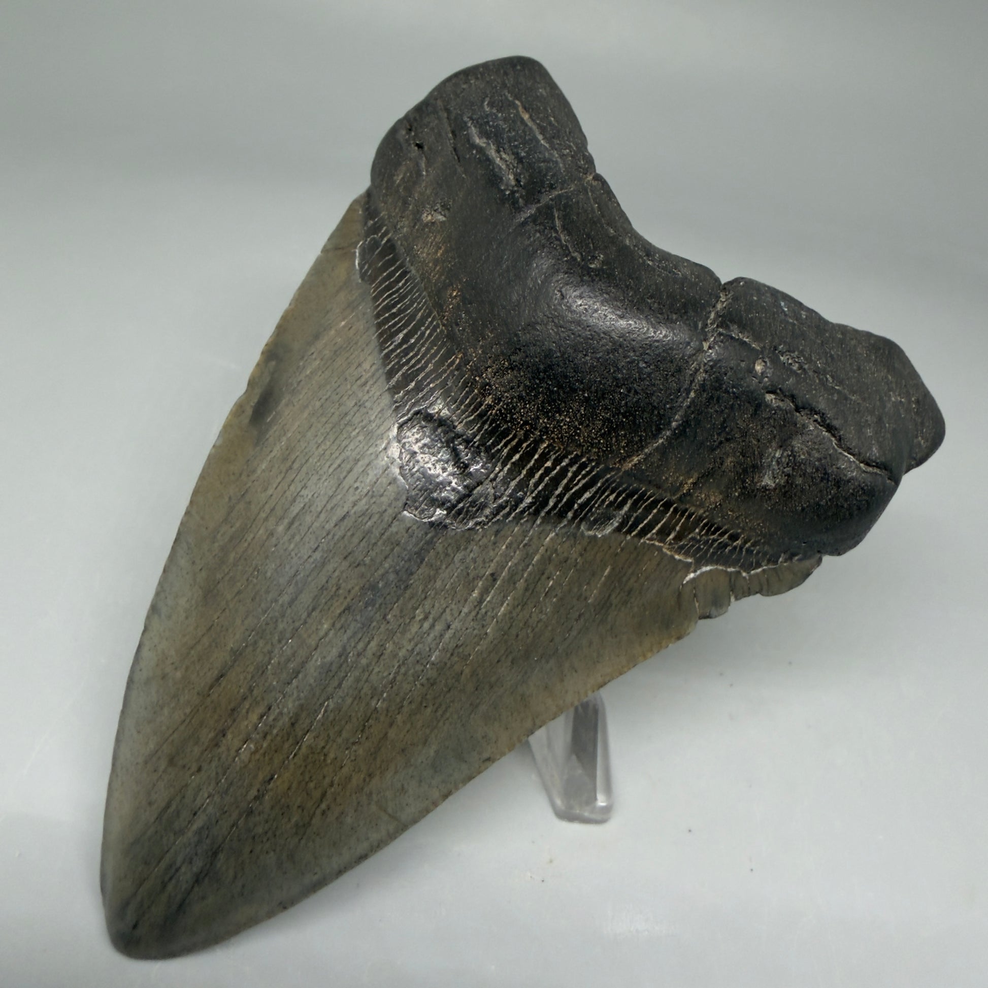 Front Right View 4.02" Fossil Megalodon Tooth – Authentic Carcharocles megalodon Tooth from South Carolina CM5840