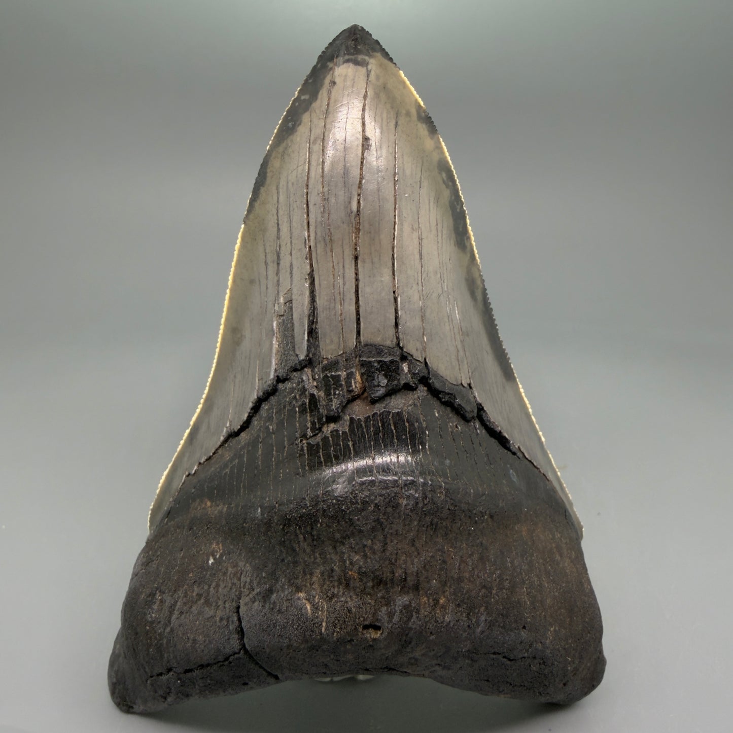 Front View Lower 4.68" Collector Megalodon Tooth from South Carolina – Very Colorful CM5842 - 1