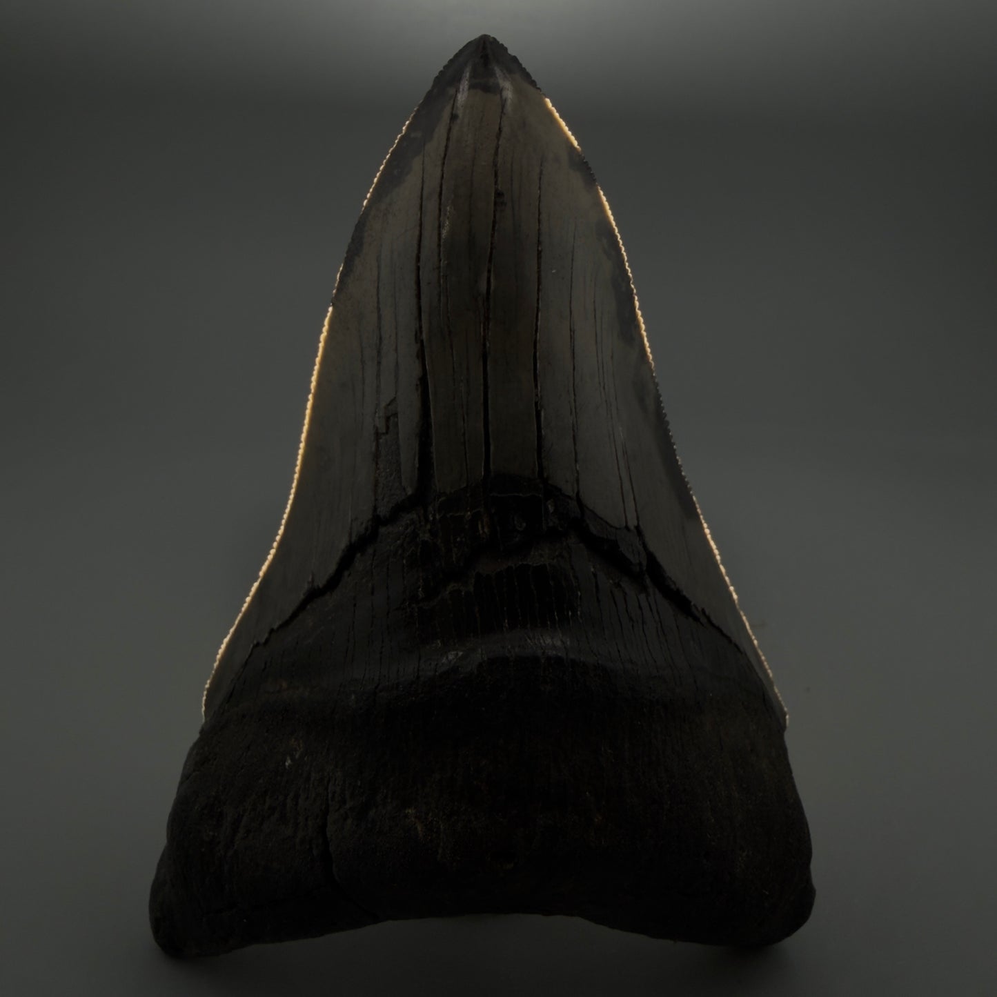 Front View Lower 4.68" Collector Megalodon Tooth from South Carolina – Very Colorful CM5842 - 3