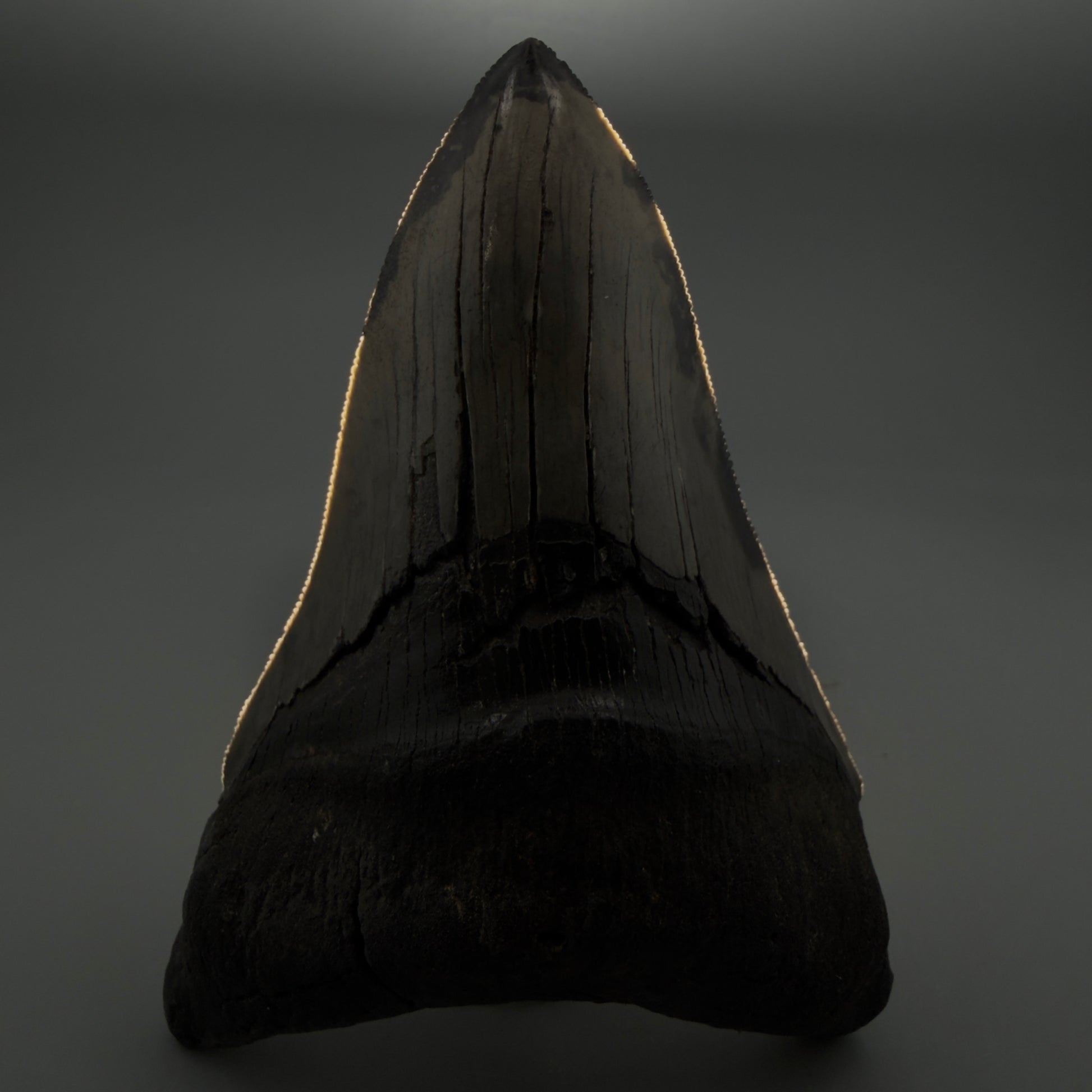 Front View Lower 4.68" Collector Megalodon Tooth from South Carolina – Very Colorful CM5842 - 3