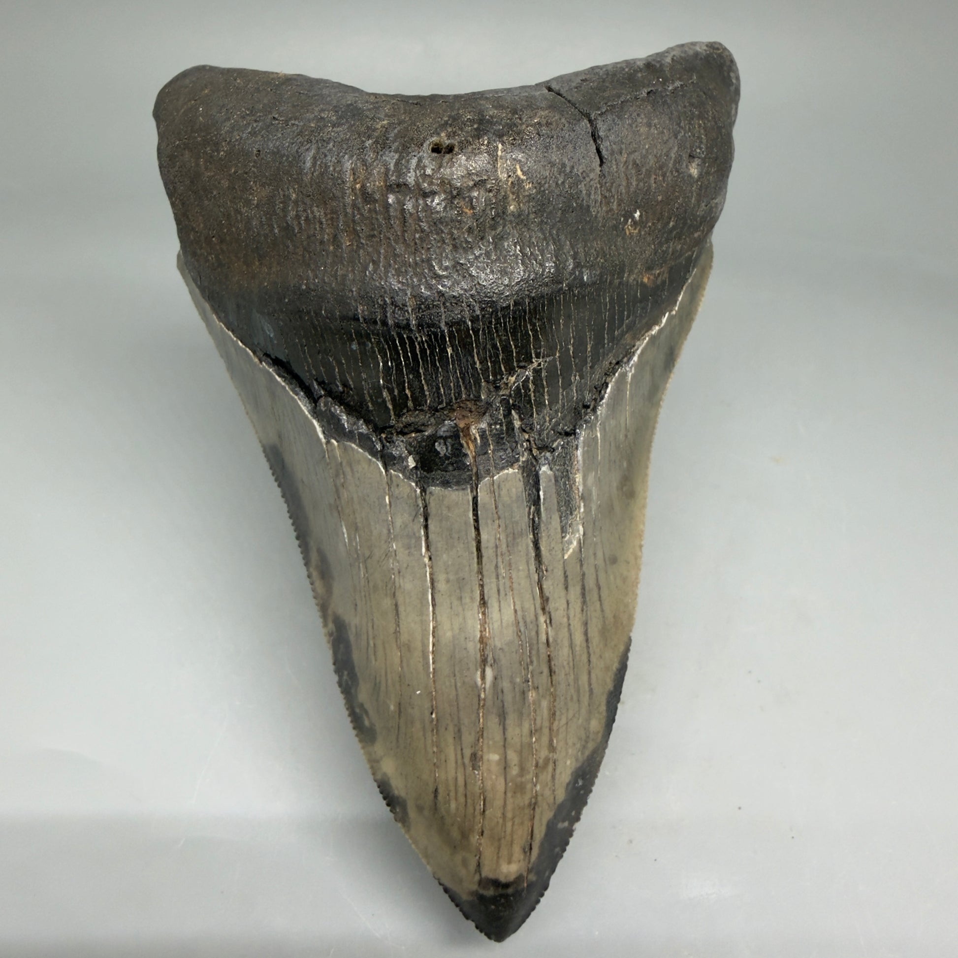 Front View Lower 4.68" Collector Megalodon Tooth from South Carolina – Very Colorful CM5842  - 4