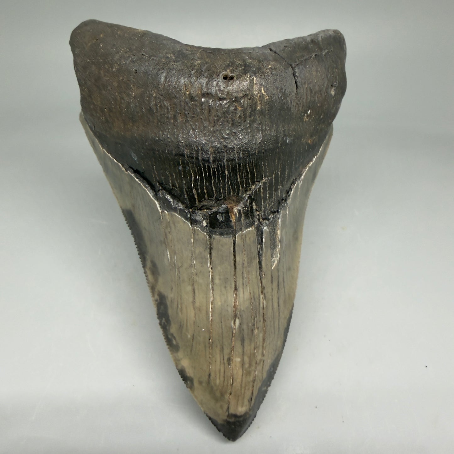 Front View Lower 4.68" Collector Megalodon Tooth from South Carolina – Very Colorful CM5842 - 5