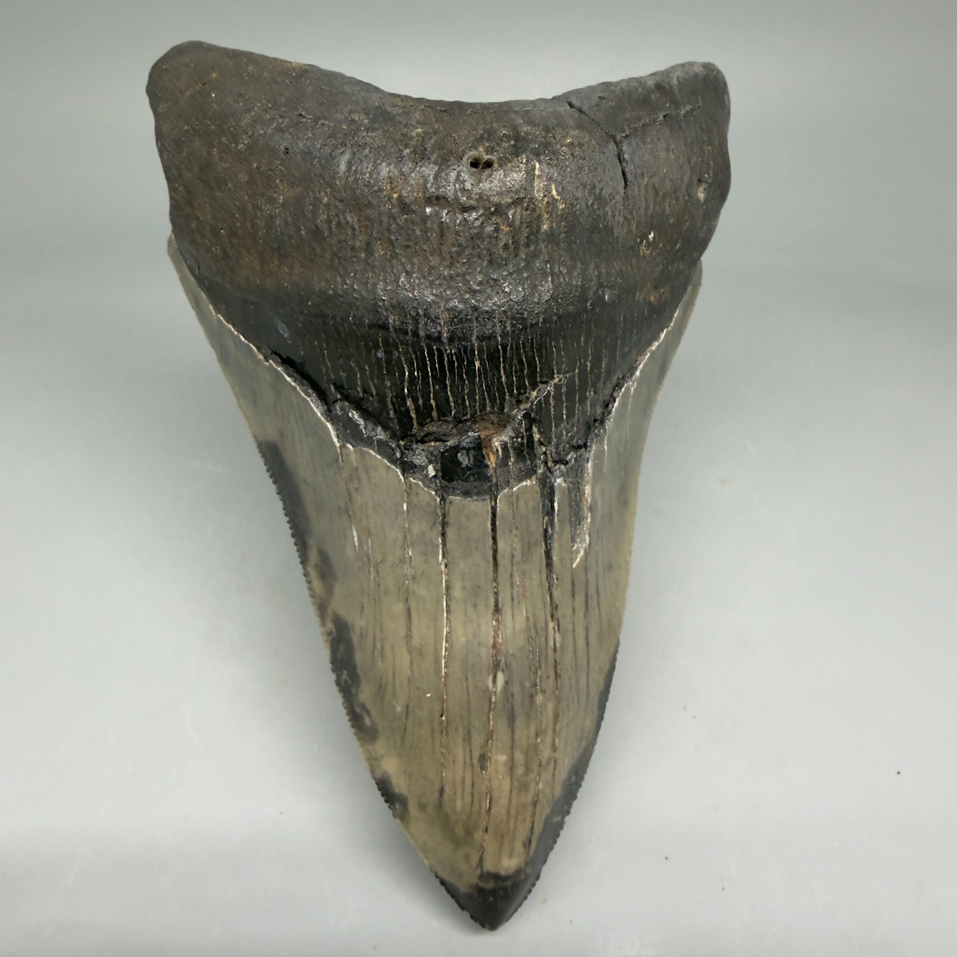 Front View Lower 4.68" Collector Megalodon Tooth from South Carolina – Very Colorful CM5842 - 5