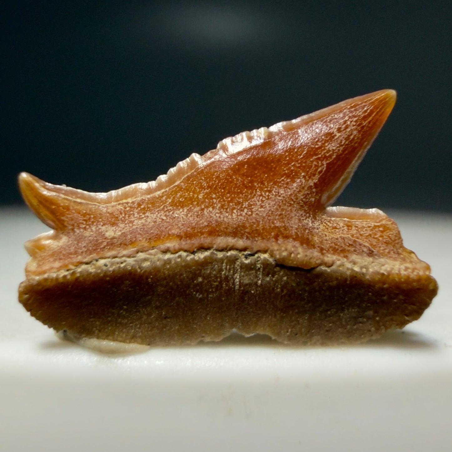 Rare, gorgeous 0.47" Fossil Echinorhinus blakei - Bramble Shark Tooth - Chile R637 - 3