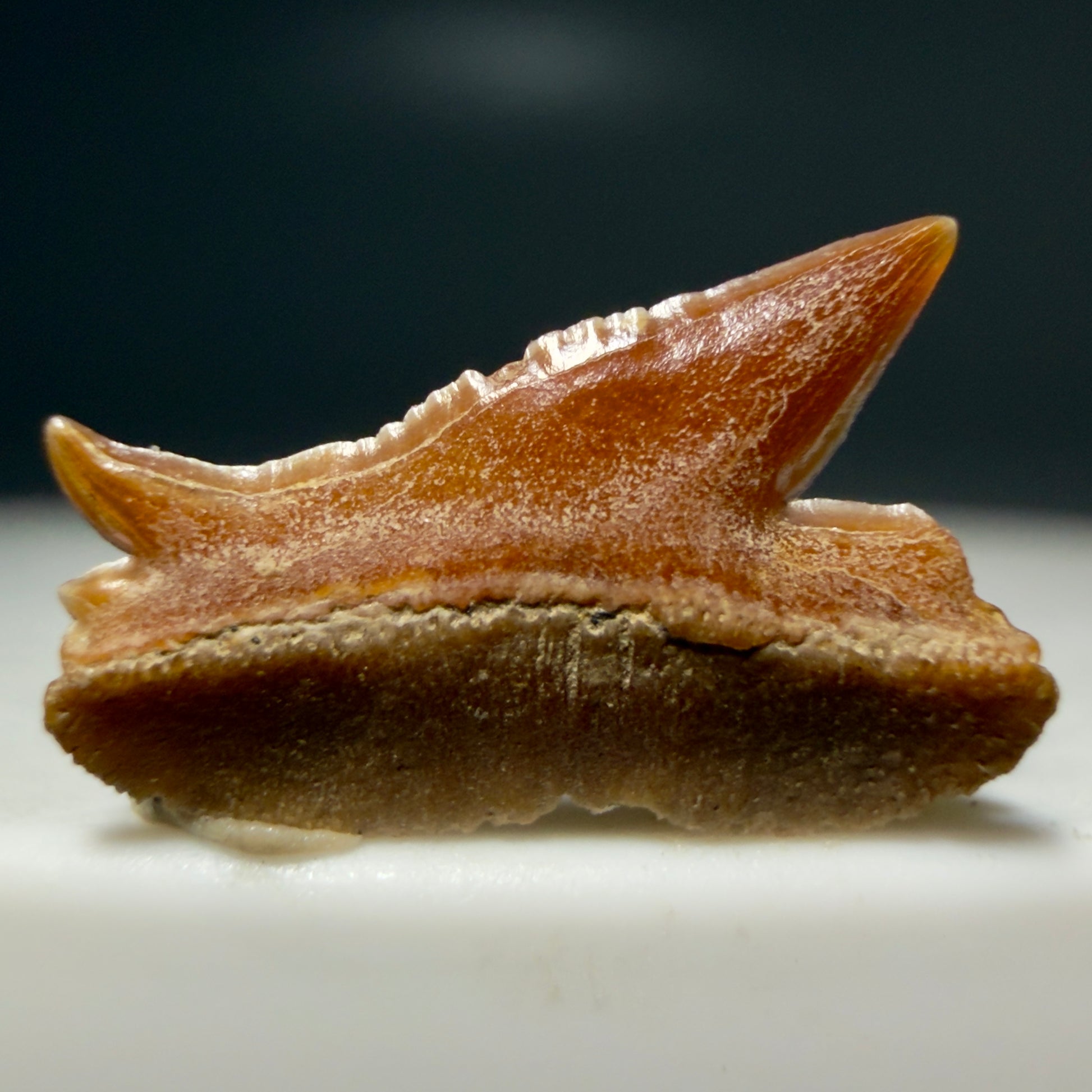Rare, gorgeous 0.47" Fossil Echinorhinus blakei - Bramble Shark Tooth - Chile R637 - 3