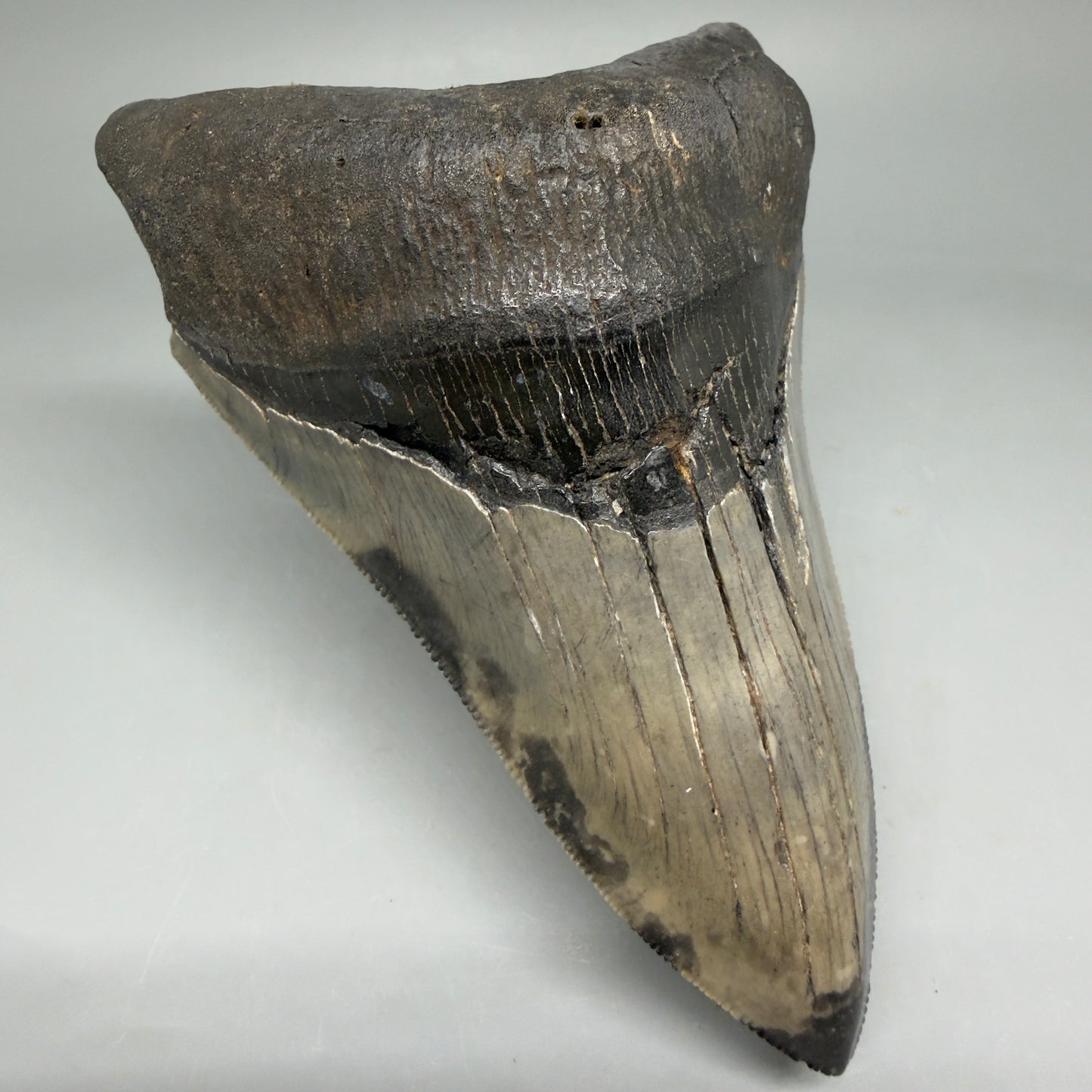 Front Left View Lower 4.68" Collector Megalodon Tooth from South Carolina – Very Colorful CM5842 