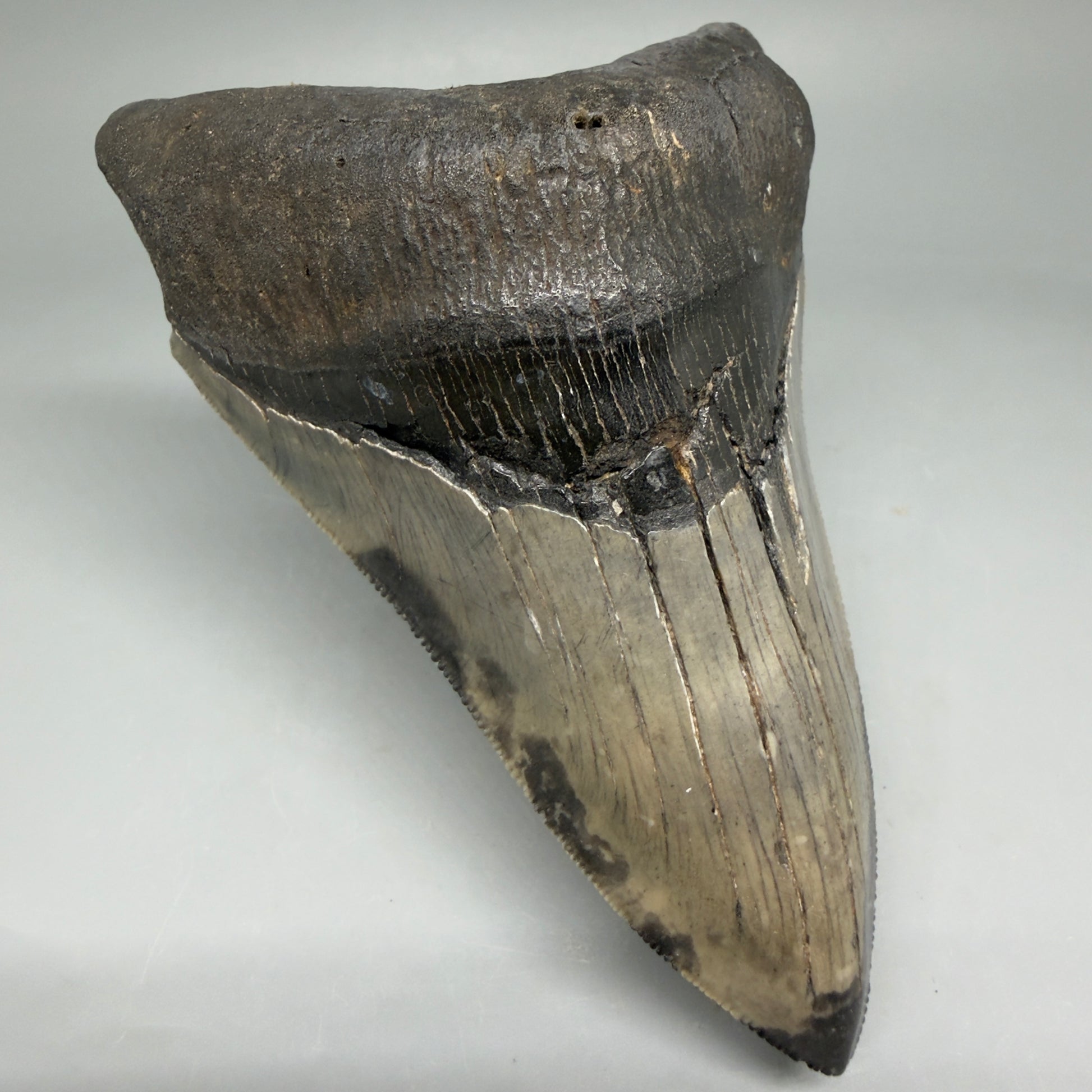 Front Left View Lower 4.68" Collector Megalodon Tooth from South Carolina – Very Colorful CM5842 