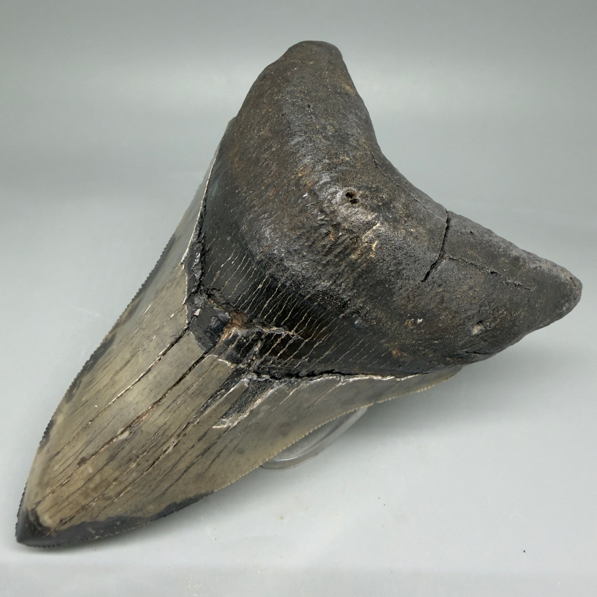 Front Right View Lower 4.68" Collector Megalodon Tooth from South Carolina – Very Colorful CM5842 
