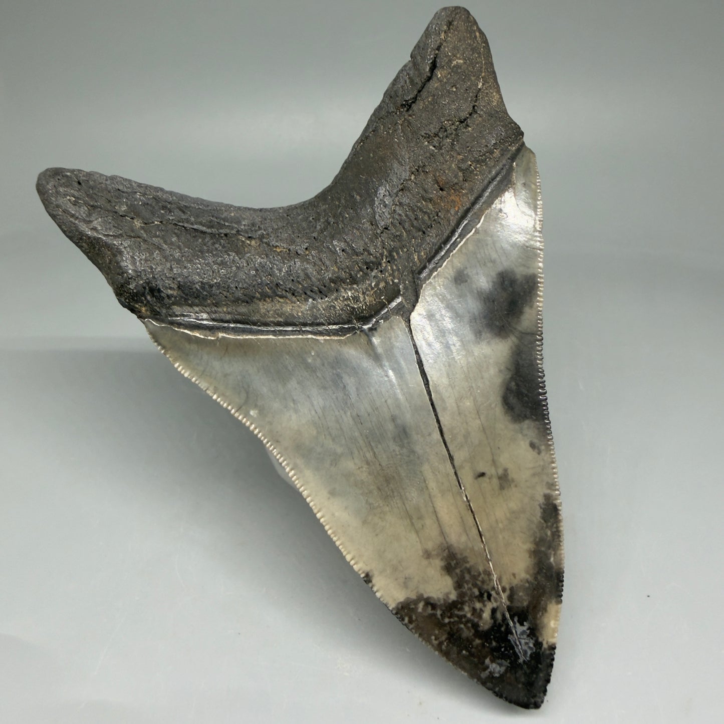 Back Left View Lower 4.68" Collector Megalodon Tooth from South Carolina – Very Colorful CM5842 