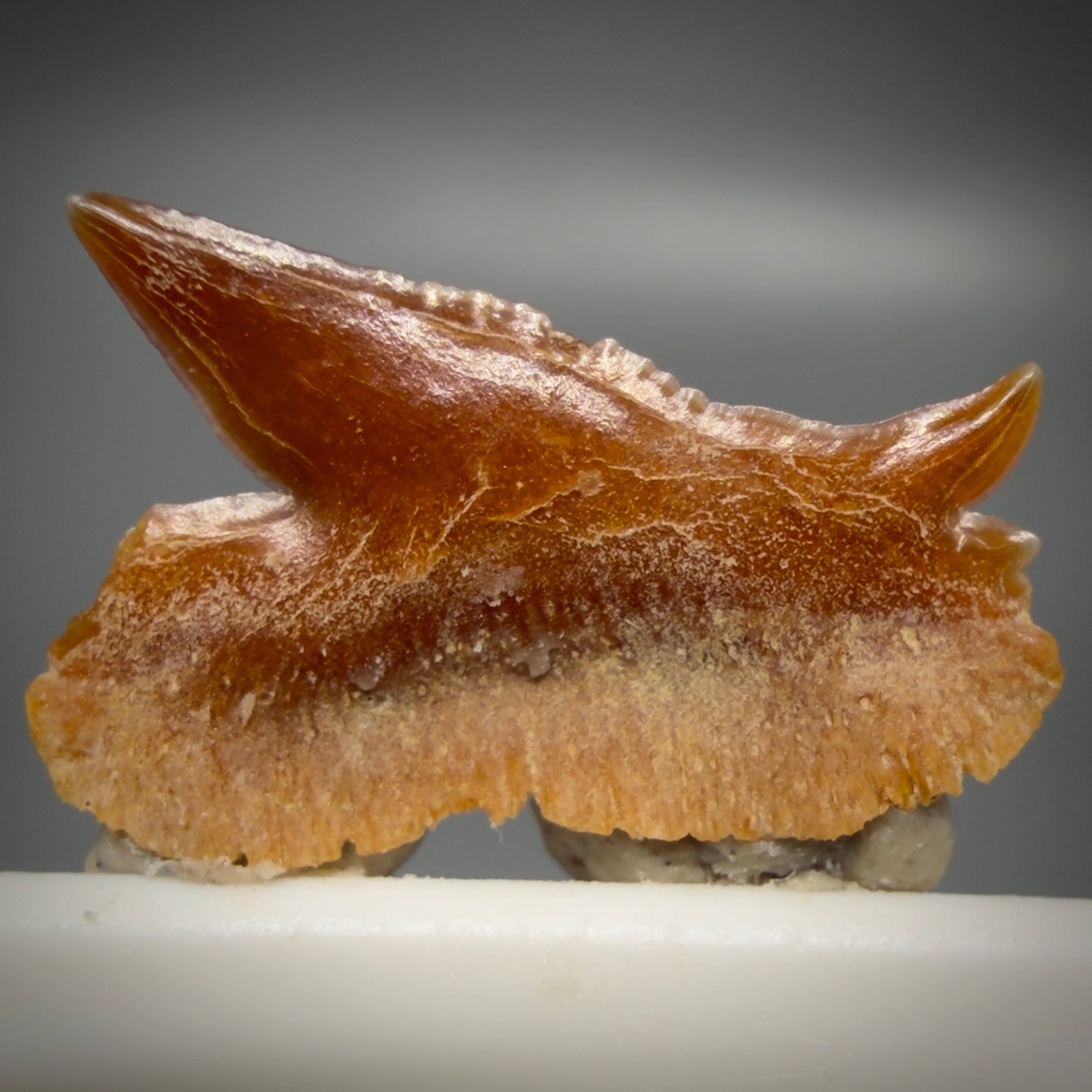 Back View Rare, gorgeous 0.47" Fossil Echinorhinus blakei - Bramble Shark Tooth - Chile R637 