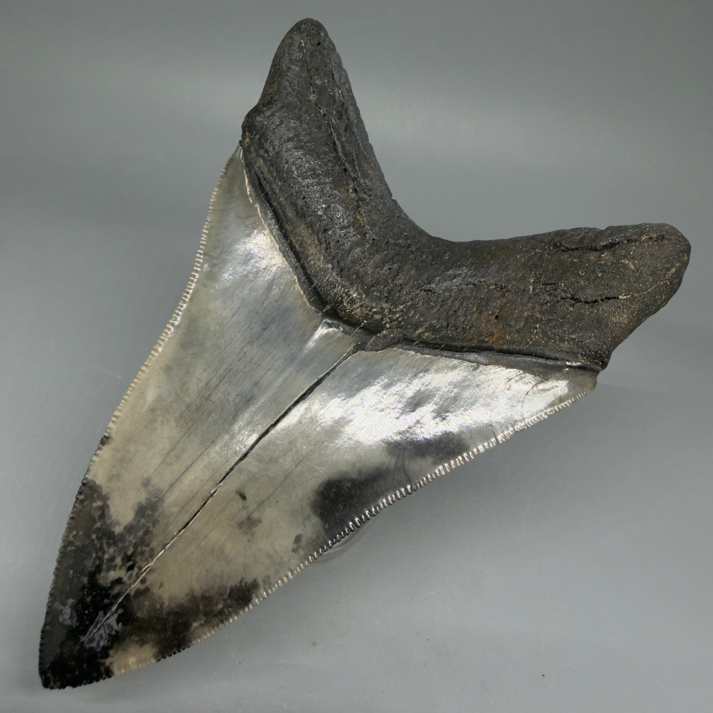 Back Right View Lower 4.68" Collector Megalodon Tooth from South Carolina – Very Colorful CM5842 
