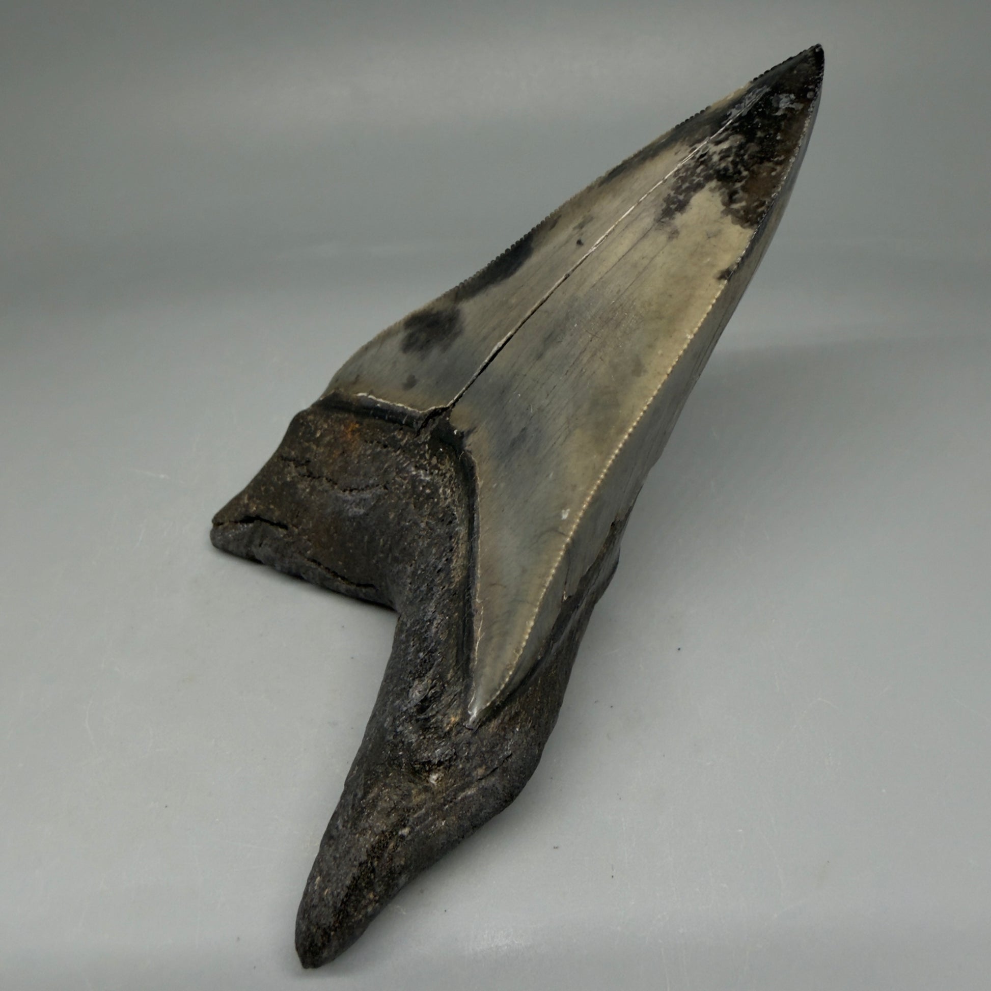 Sitting on root Lower 4.68" Collector Megalodon Tooth from South Carolina – Very Colorful CM5842 