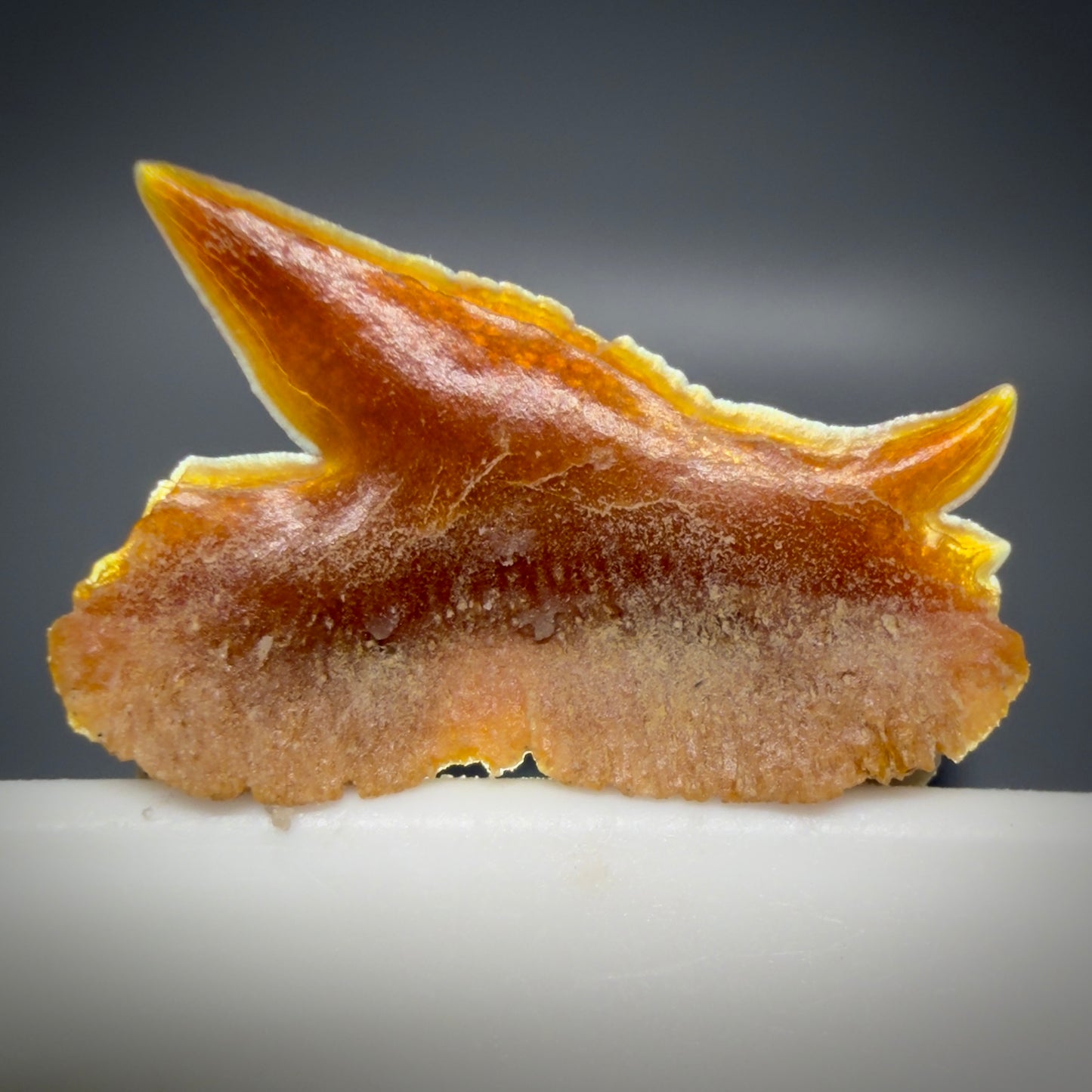 Back View Rare, gorgeous 0.47" Fossil Echinorhinus blakei - Bramble Shark Tooth - Chile R637 1 